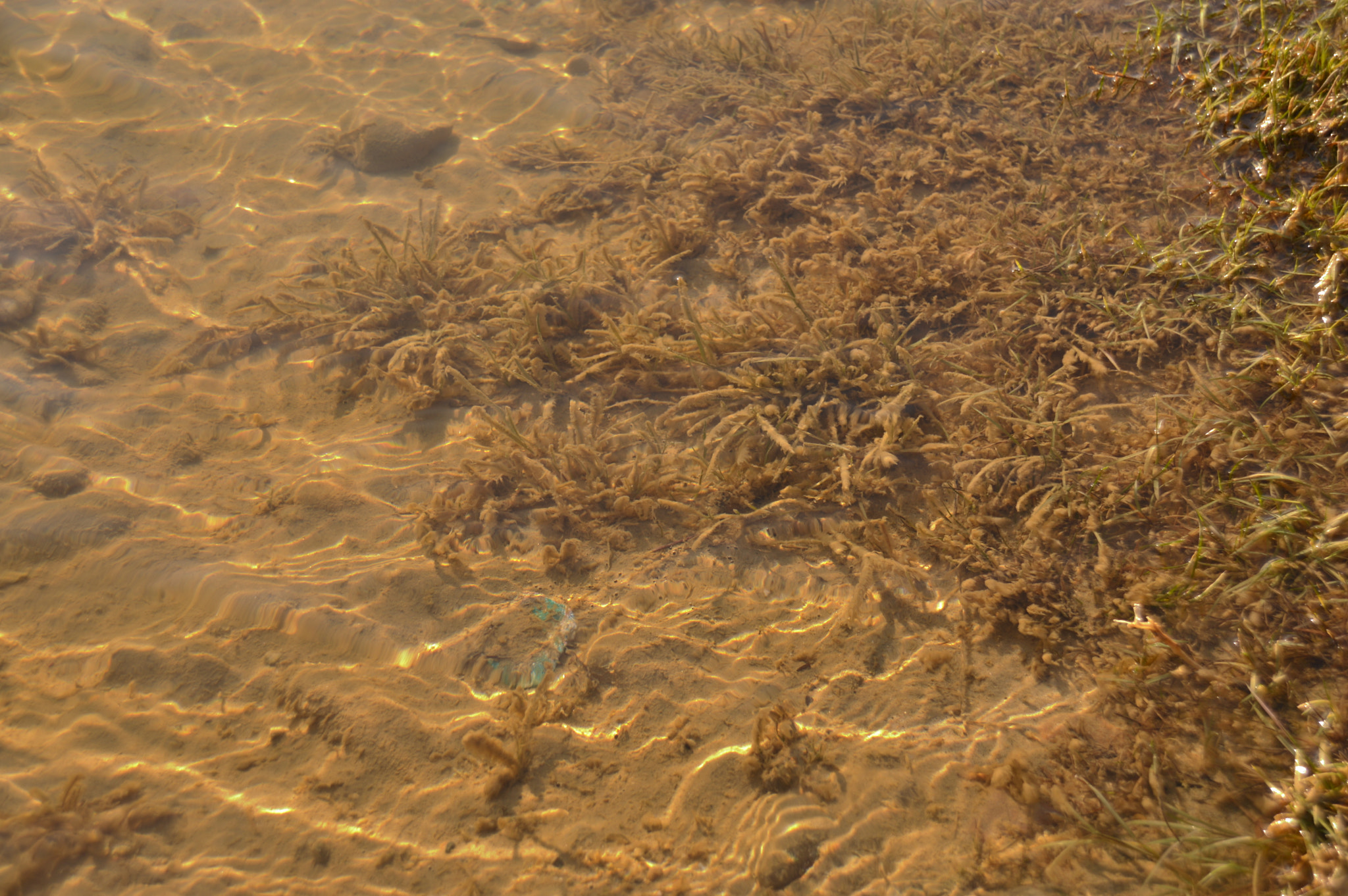 Sigma 18-250mm F3.5-6.3 DC Macro OS HSM sample photo. Algae photography