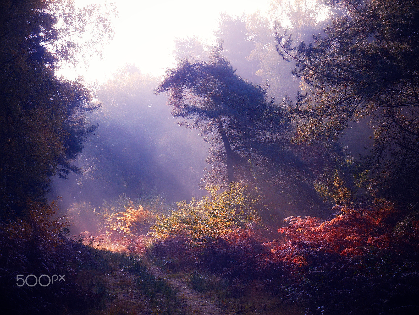 Panasonic Lumix DMC-GF1 sample photo. Autumn clearing photography