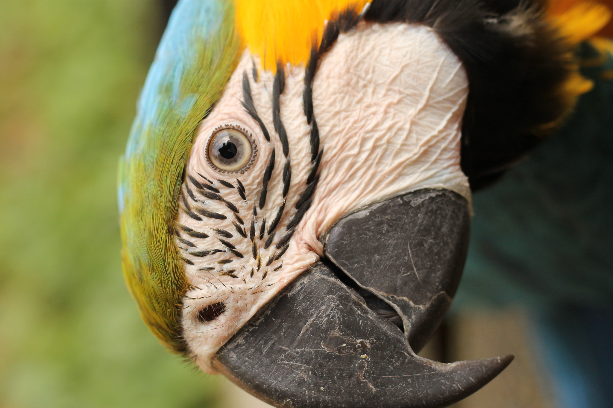 Canon EOS 1100D (EOS Rebel T3 / EOS Kiss X50) sample photo. Blue-and-yellow macaw photography