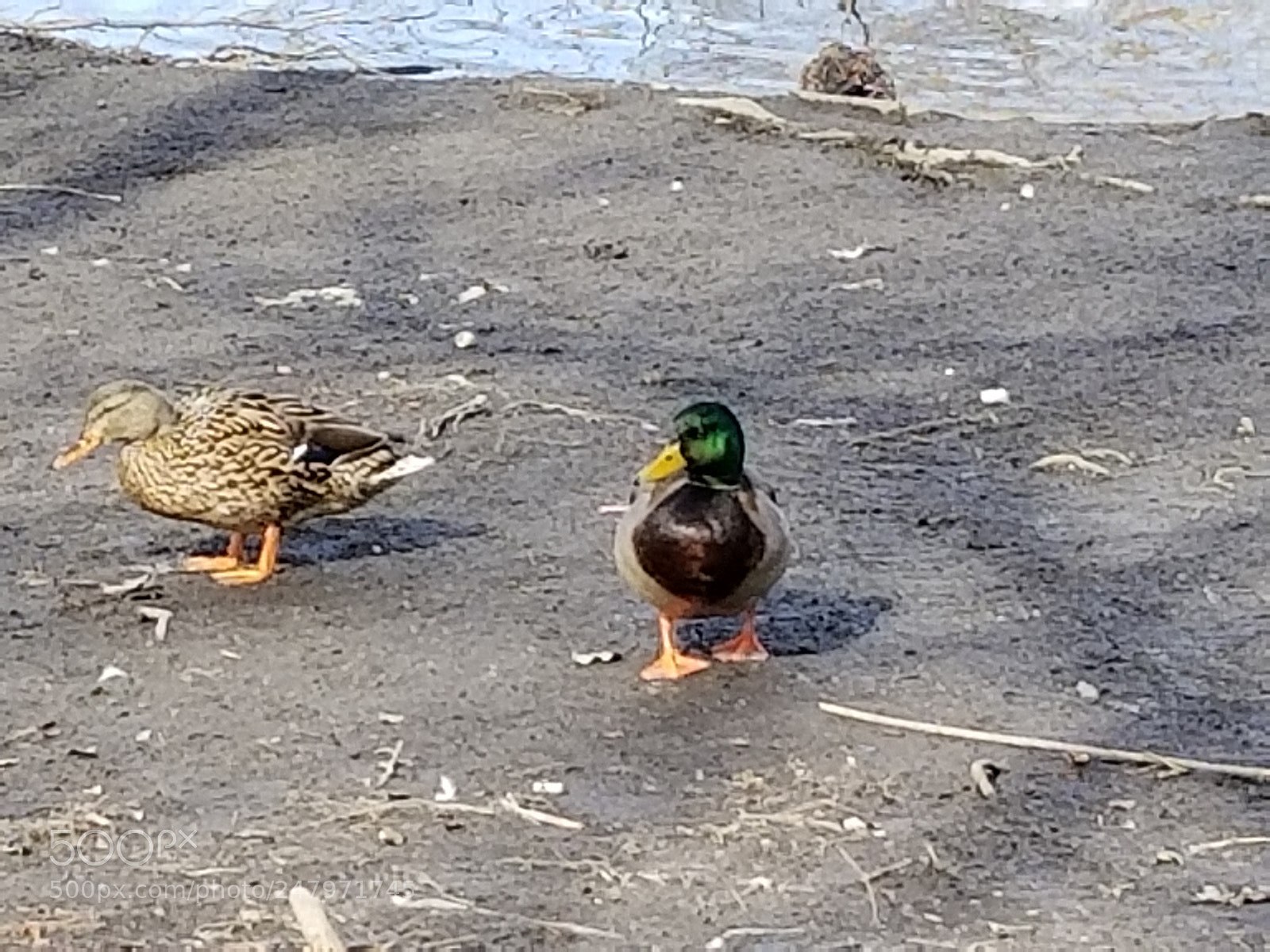Samsung Galaxy S8 sample photo. Just the two of photography