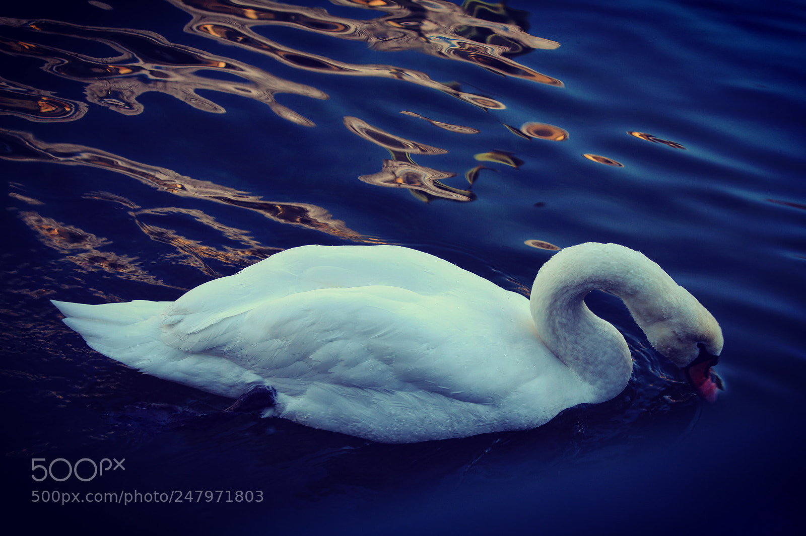 Canon EOS 1300D (EOS Rebel T6 / EOS Kiss X80) sample photo. ~ cygne ~ photography