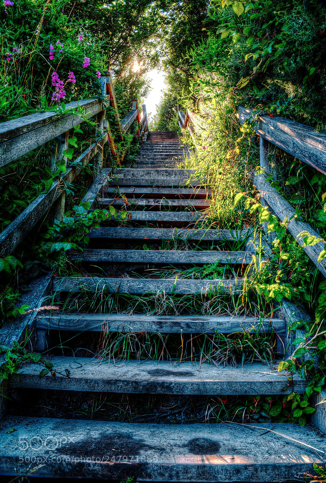 Fujifilm X-E1 sample photo. Overgrowth photography