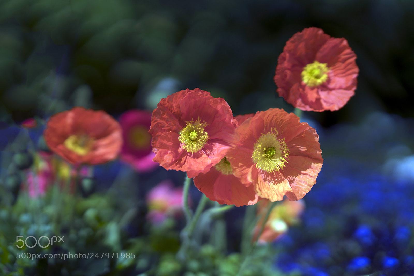 Sony a7R III sample photo. Coin poppy photography