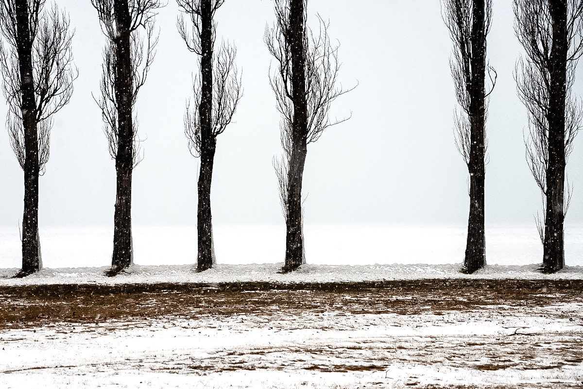 Nikon D610 sample photo. Standing on ice photography