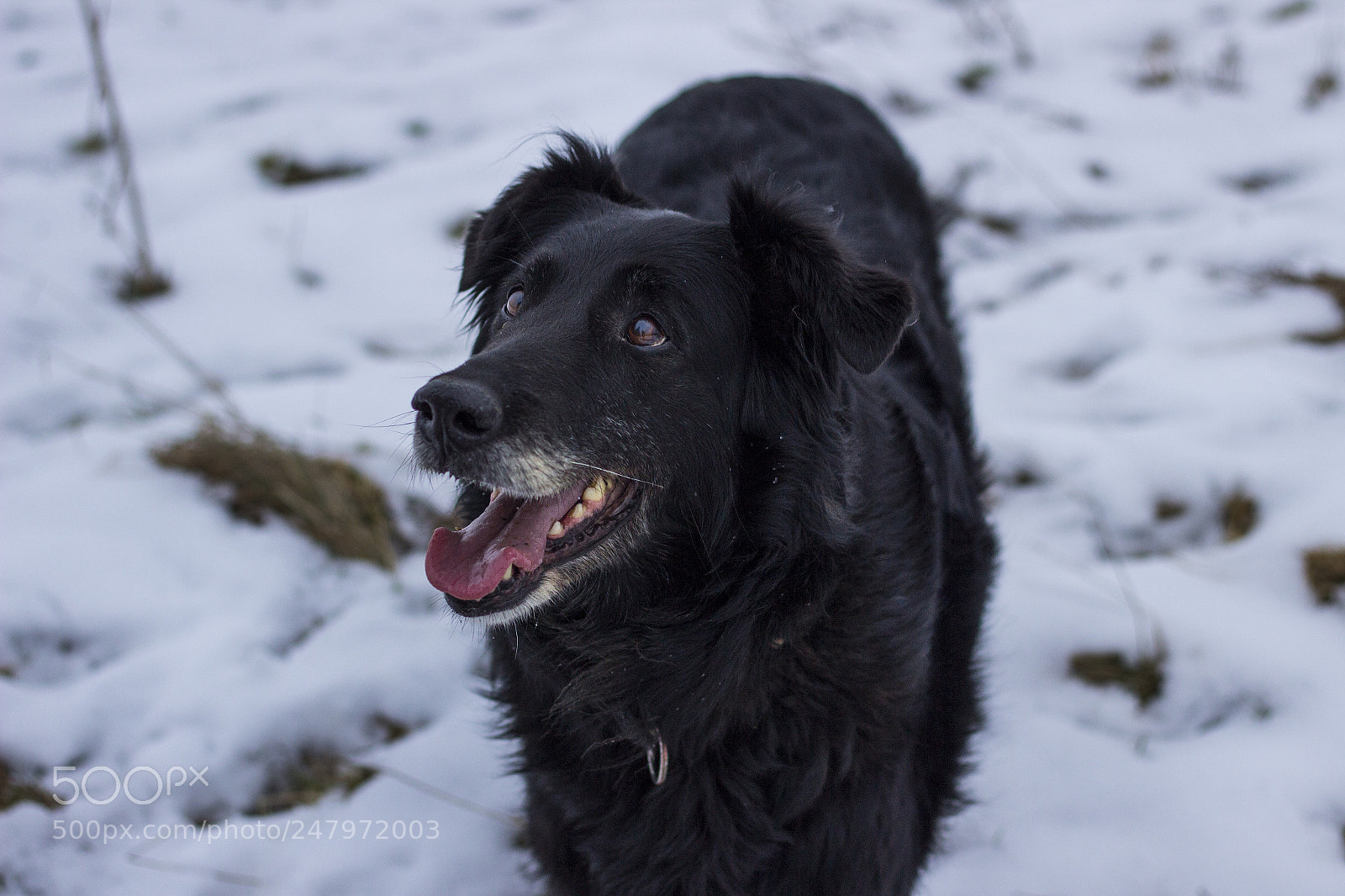 Canon EOS 600D (Rebel EOS T3i / EOS Kiss X5) sample photo. Lucky lucy. photography