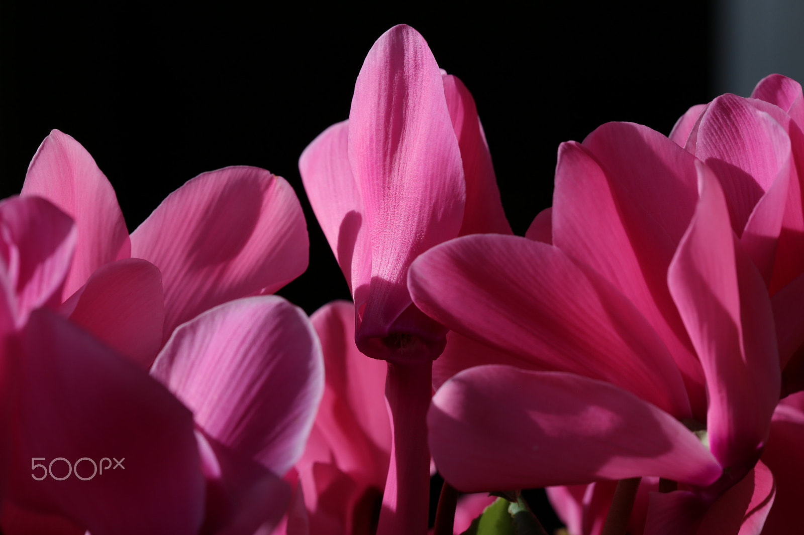 Canon EF 100mm F2.8 Macro USM sample photo. Color of the day photography
