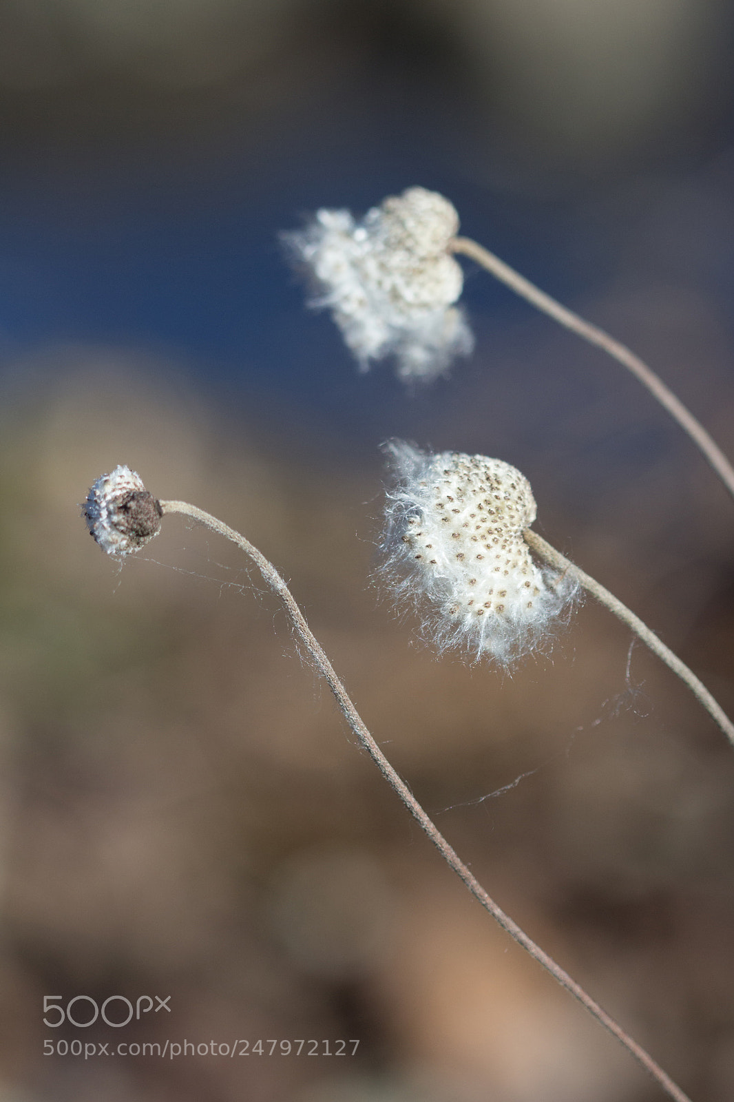 Canon EOS 700D (EOS Rebel T5i / EOS Kiss X7i) sample photo. Cotonneux (fluffy) photography
