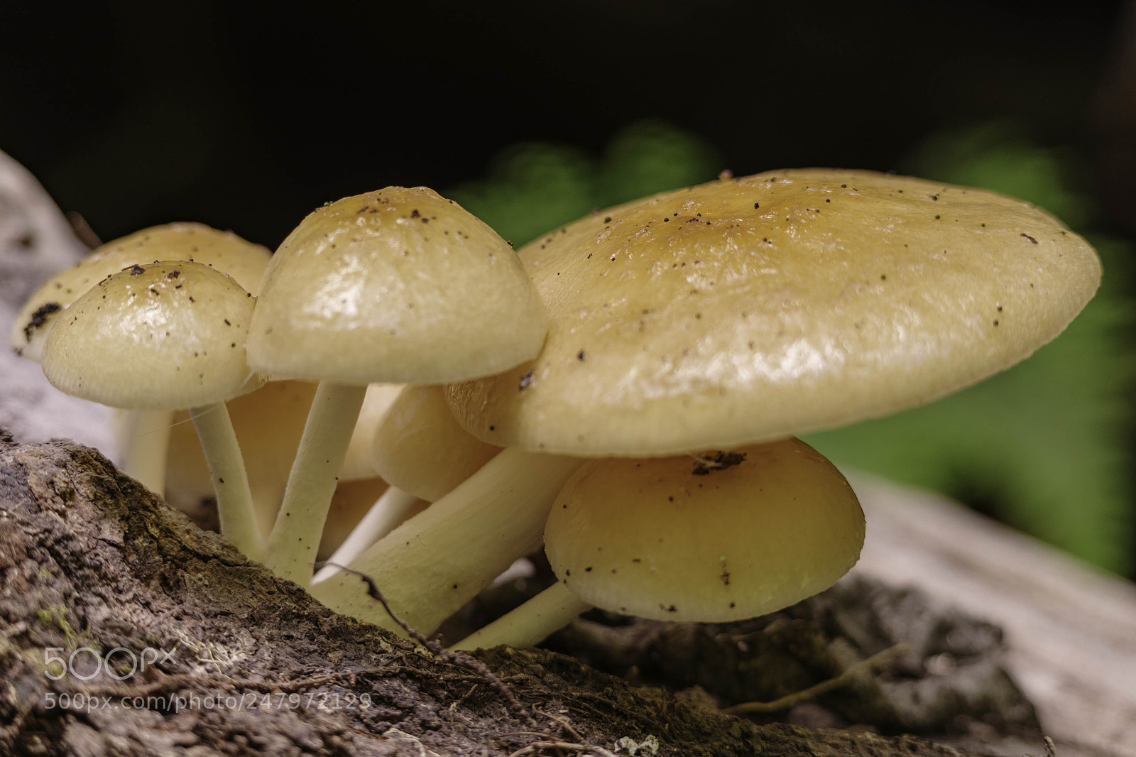 Pentax K-1 sample photo. Fungi photography