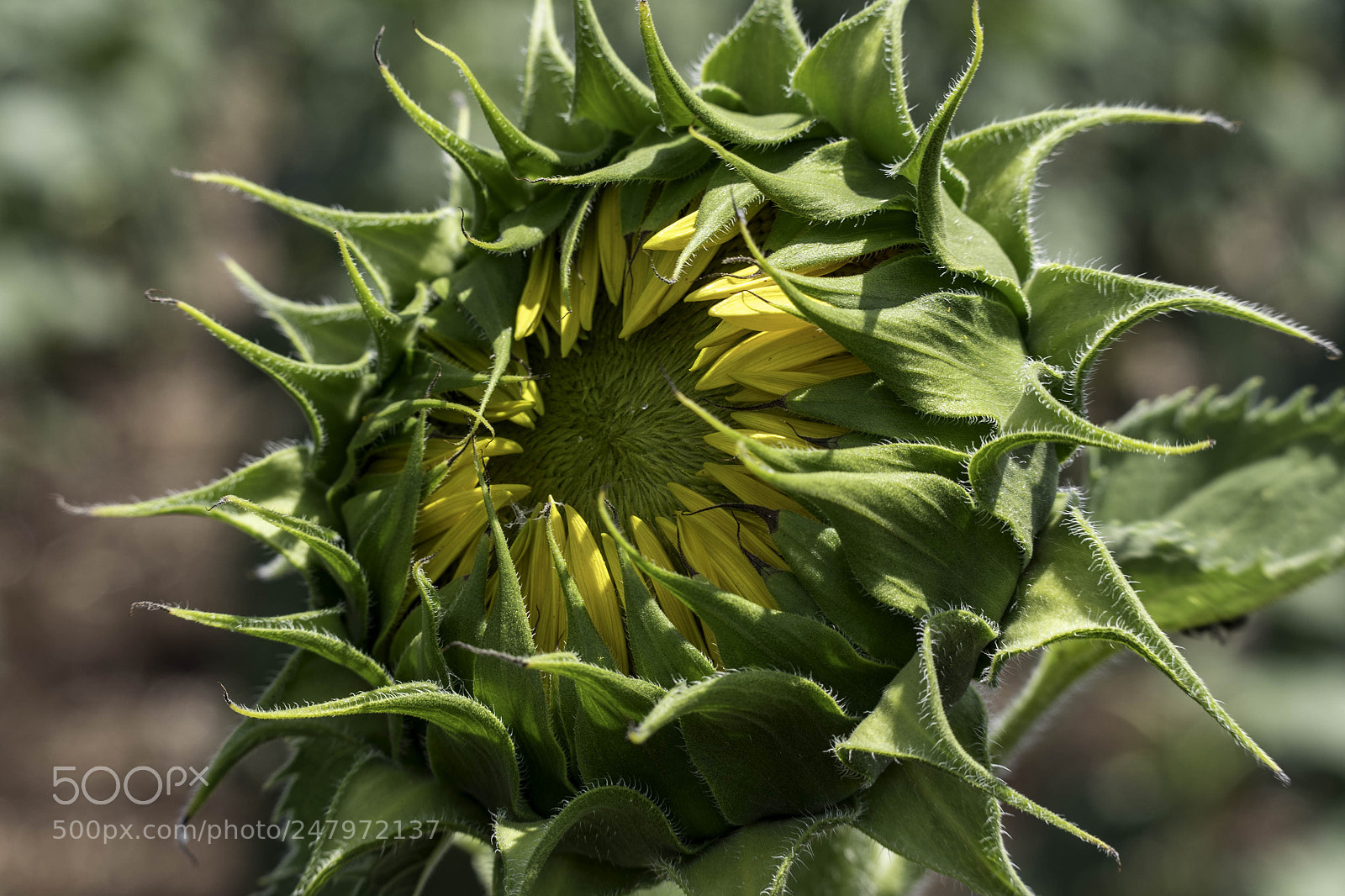 Pentax K-1 sample photo. Sunflower photography