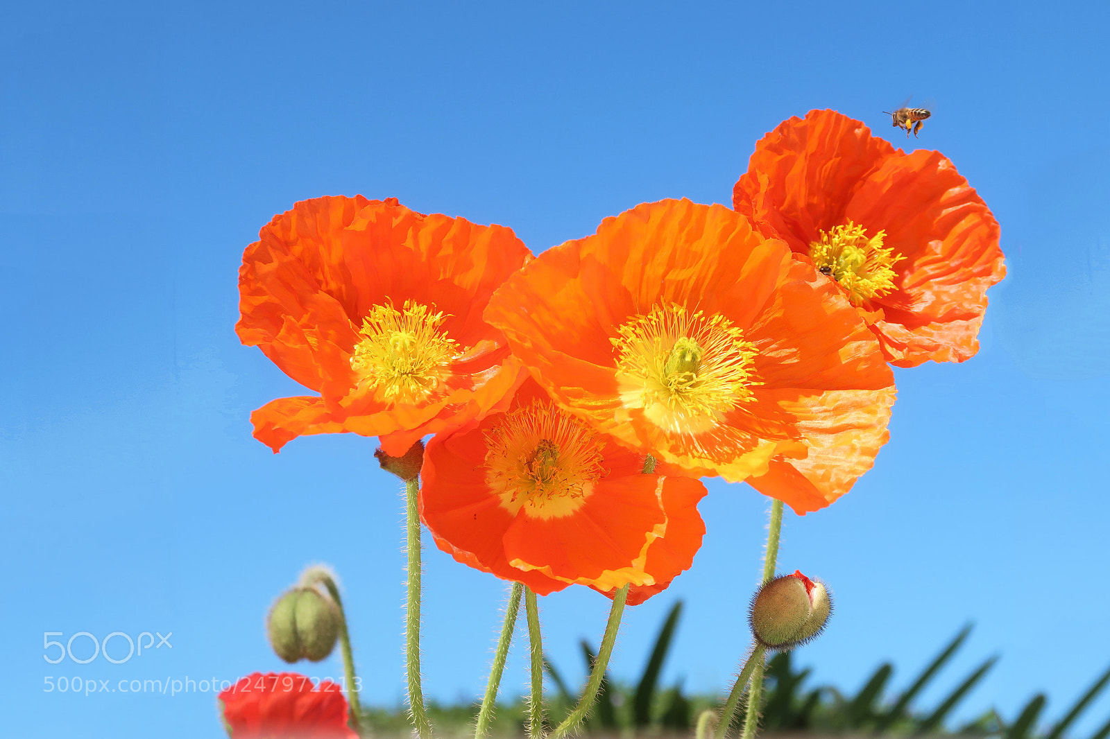 Canon PowerShot G7 X Mark II sample photo. Colorful photography