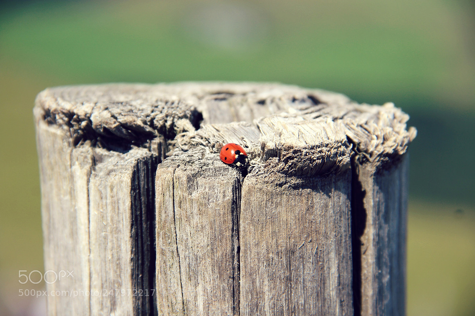 Canon EF-S 18-135mm F3.5-5.6 IS sample photo. Kjjgg photography