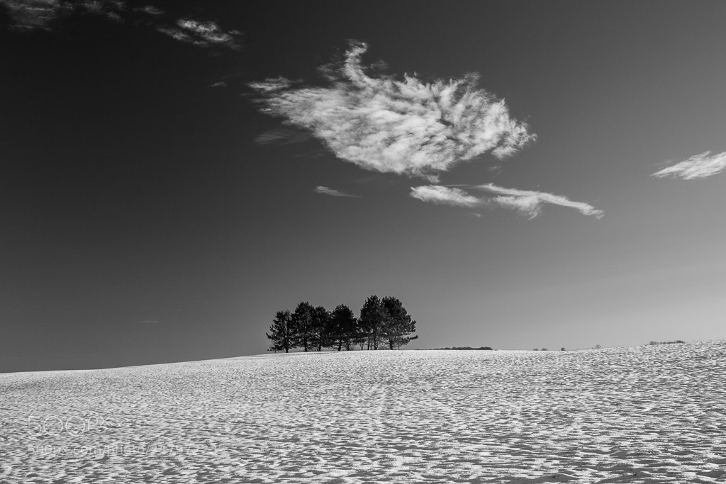 Canon EOS 1000D (EOS Digital Rebel XS / EOS Kiss F) sample photo. Cold winter trees in photography