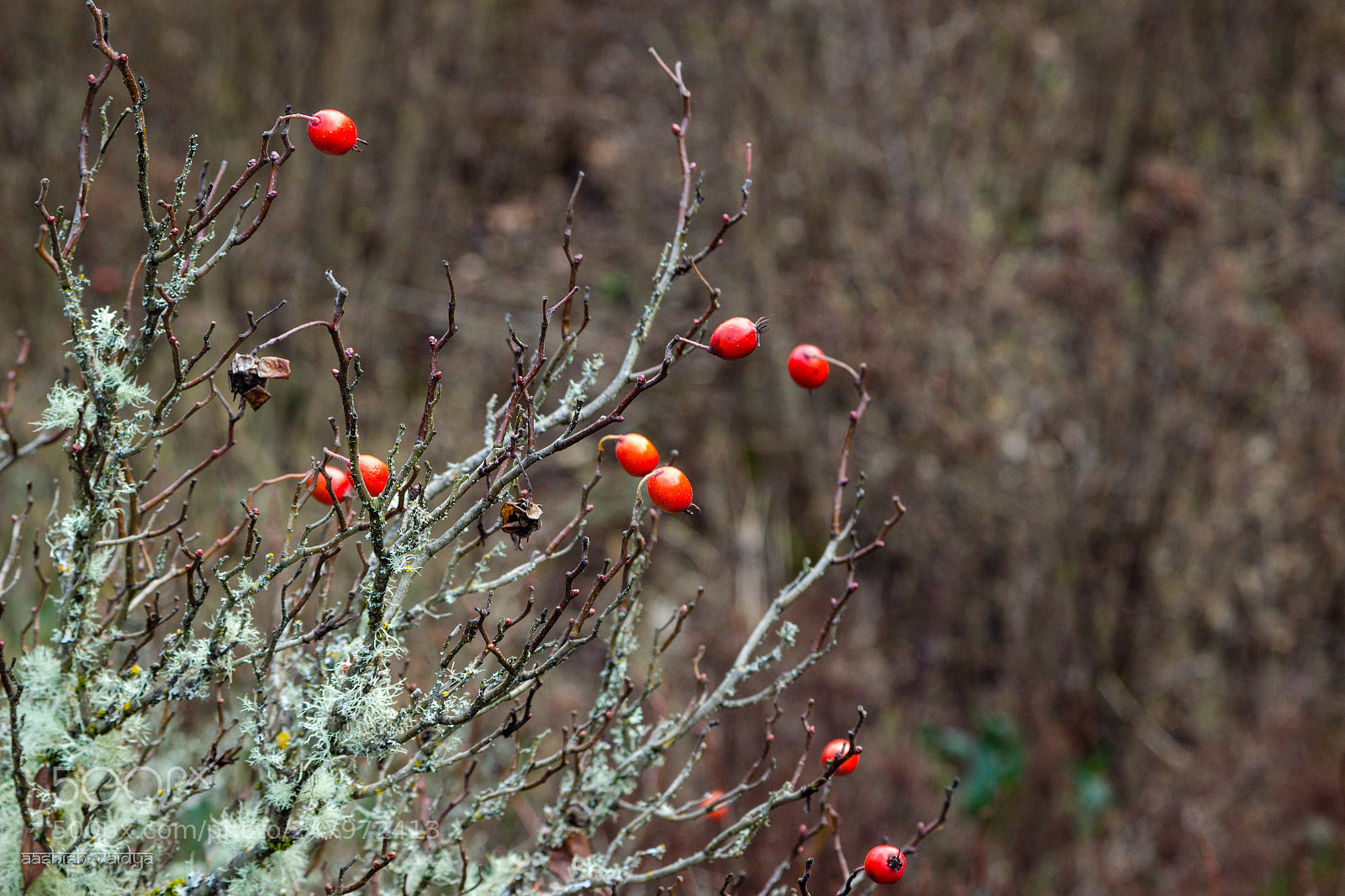Canon EOS 600D (Rebel EOS T3i / EOS Kiss X5) sample photo. Berries and moss photography