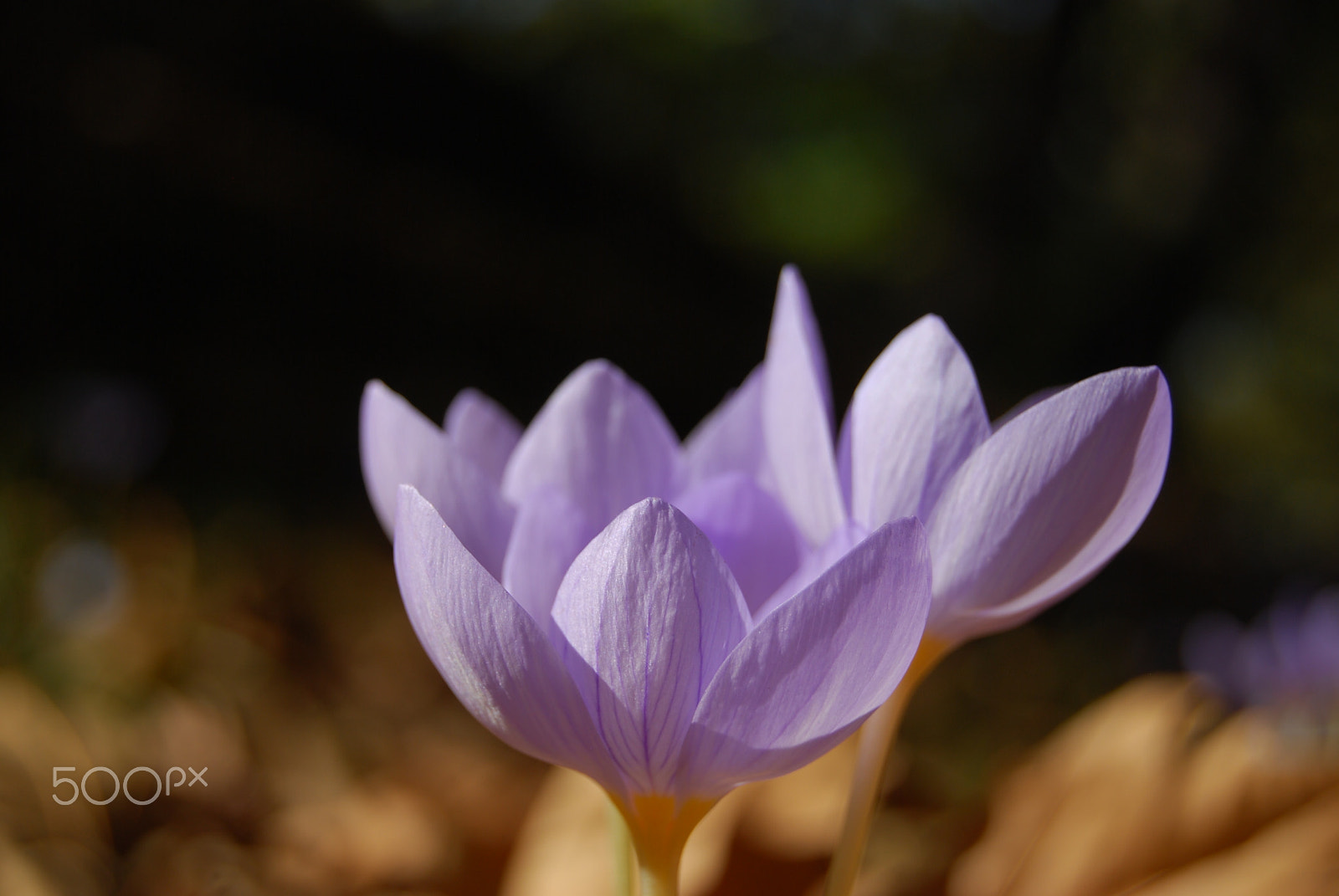 Nikon D40X sample photo. Close-up of crocus photography
