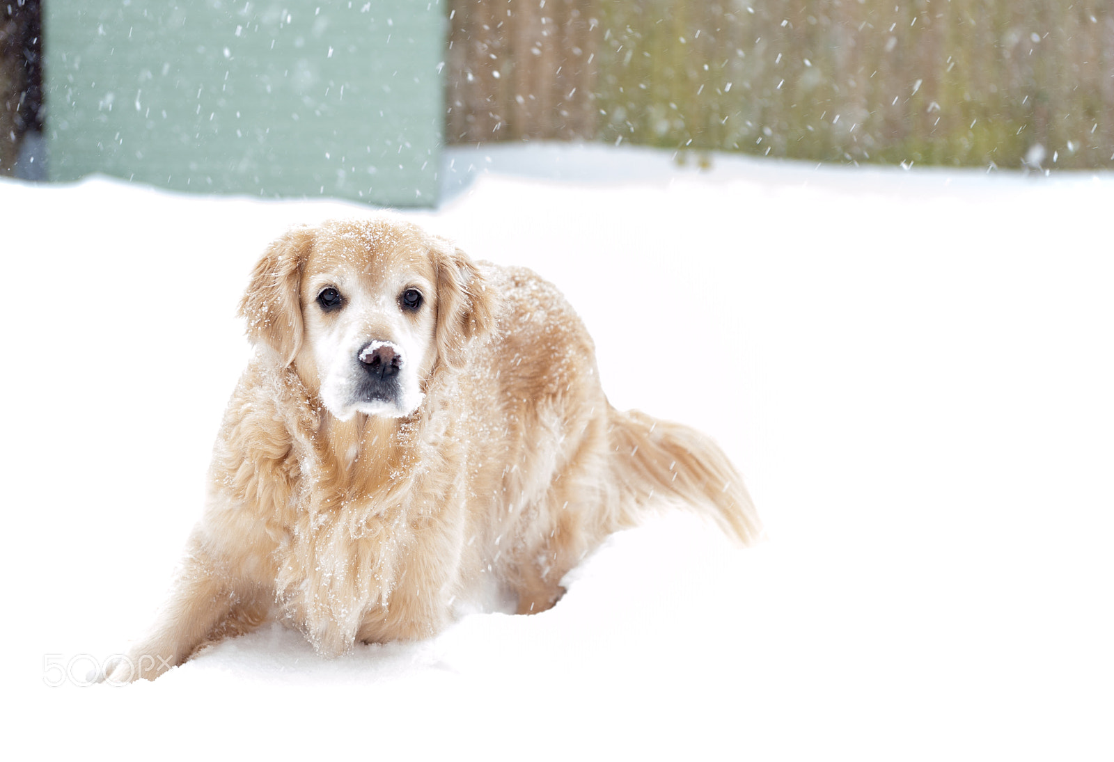 Nikon D700 sample photo. Powder snow photography