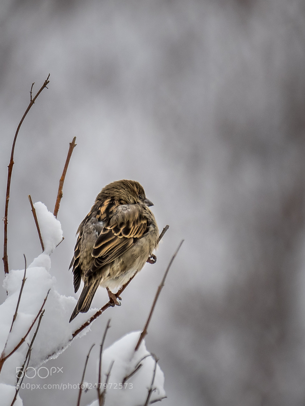 Olympus OM-D E-M1 sample photo. Snowy morning photography