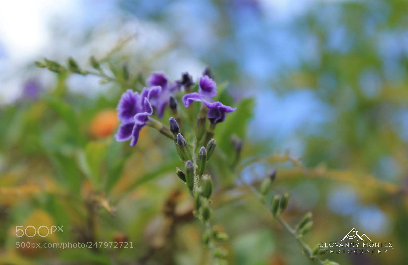 Canon EOS 1100D (EOS Rebel T3 / EOS Kiss X50) sample photo. Amanecer en colores photography