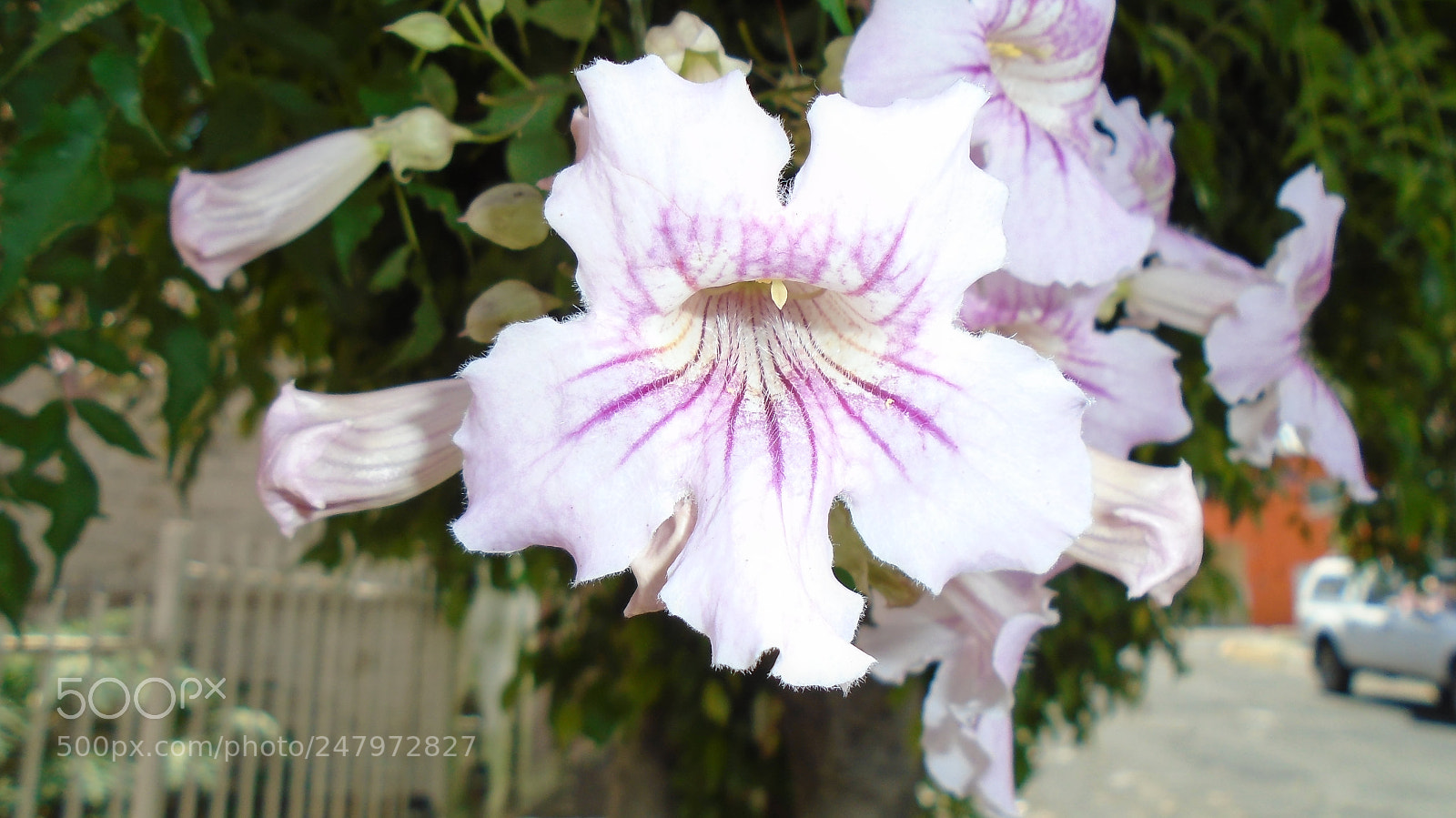 Sony Cyber-shot DSC-W800 sample photo. ... photography