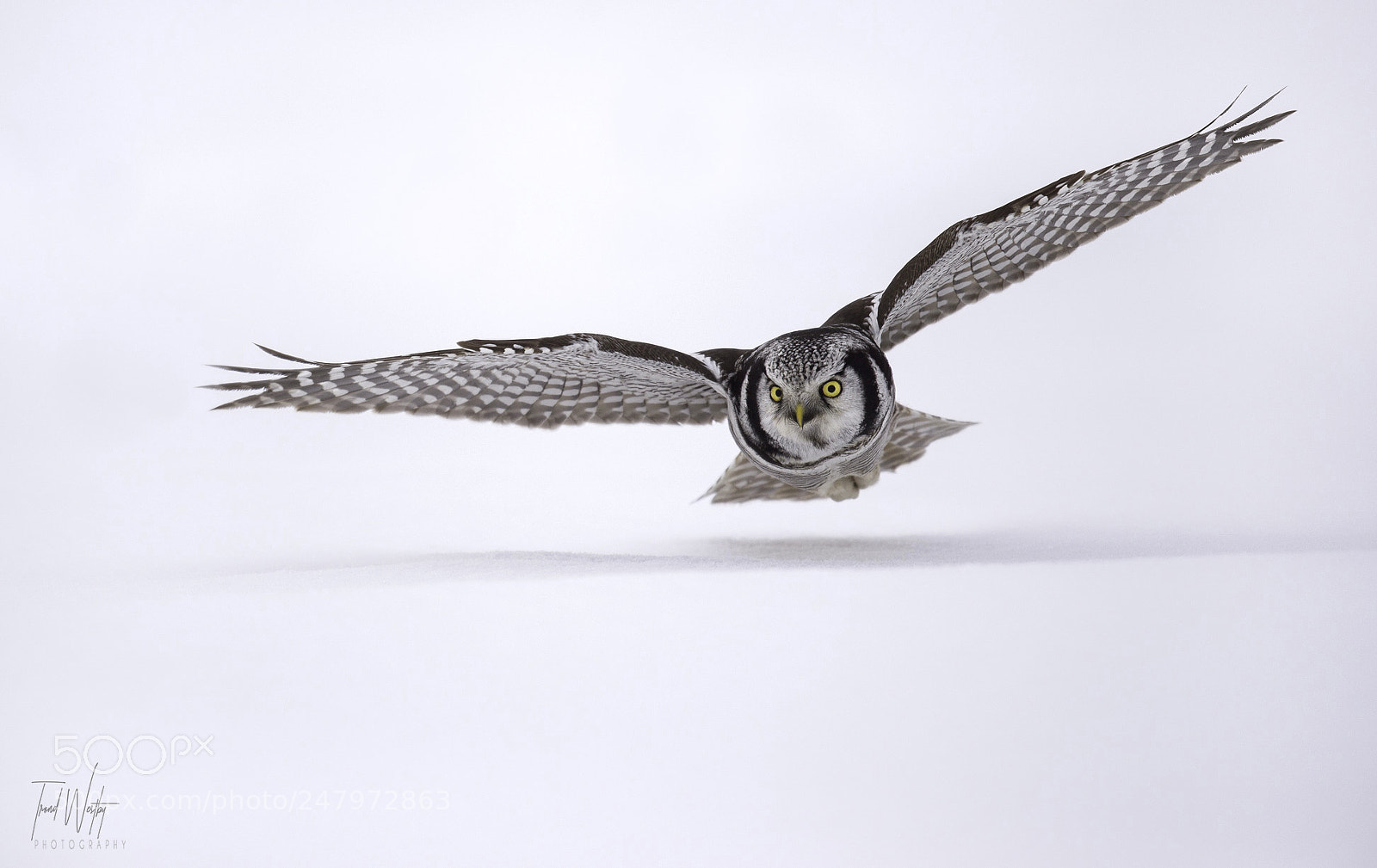Nikon D4S sample photo. Hawk owl photography
