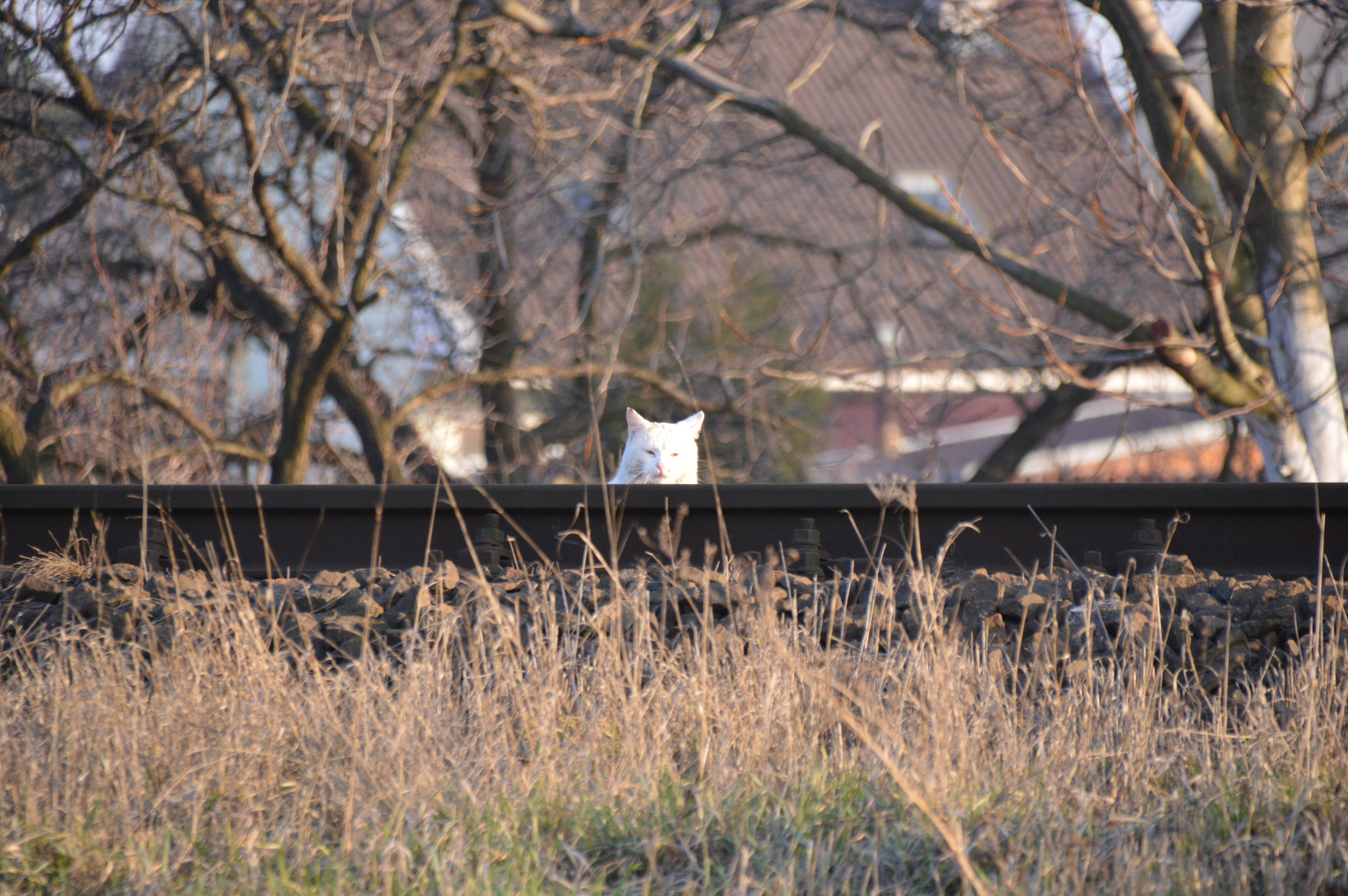 Sigma 18-250mm F3.5-6.3 DC Macro OS HSM sample photo. "life's hard at times" photography