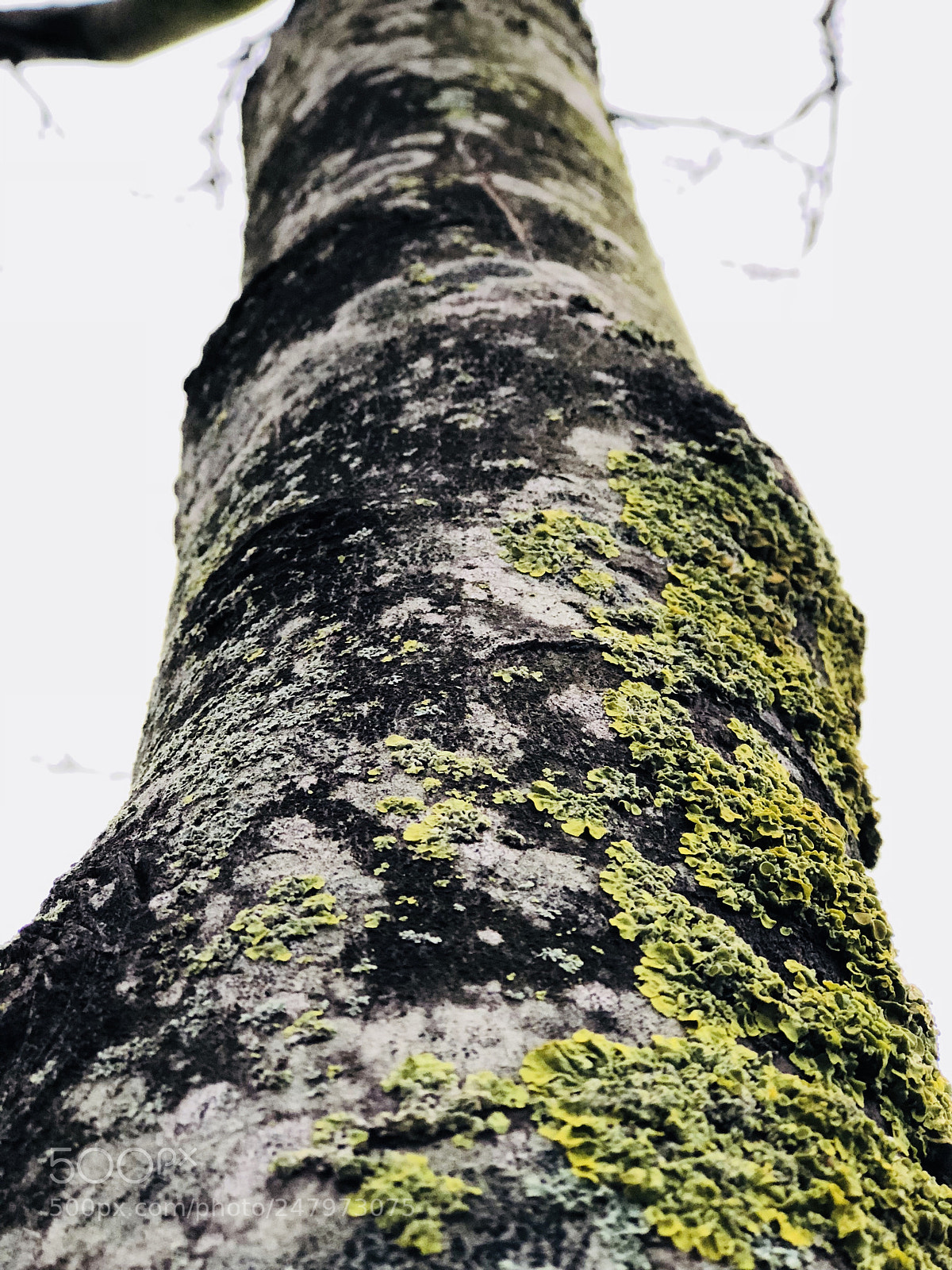 Apple iPhone 8 Plus sample photo. Nature photography