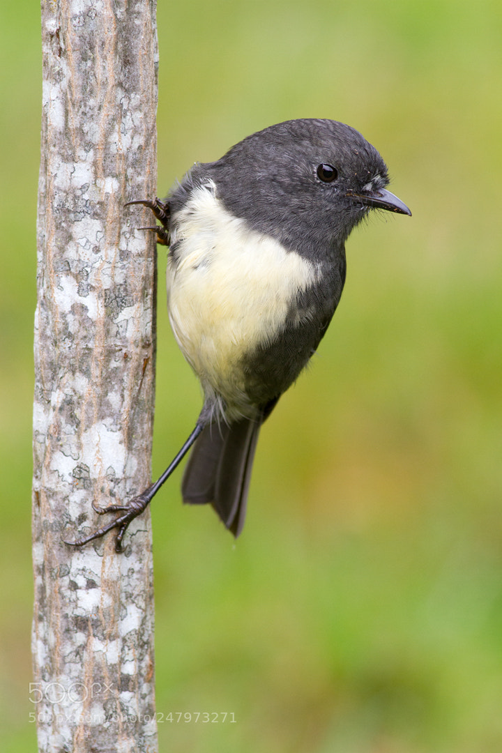 Canon EOS 7D sample photo. Robin on lancewood (2) photography