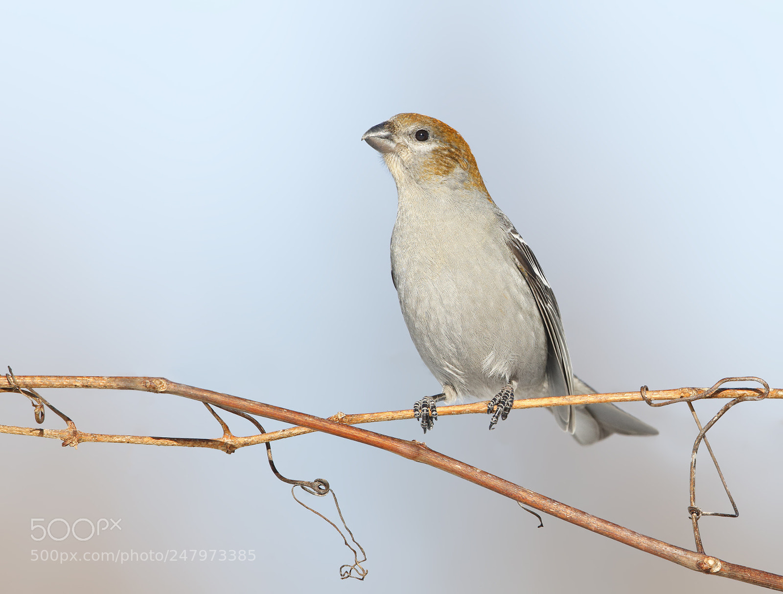 Canon EOS-1D X Mark II sample photo. Pine grosbeak photography