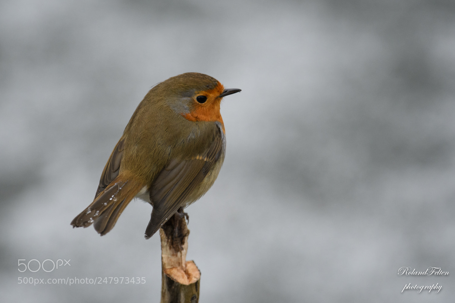 Nikon D500 sample photo. European robin photography