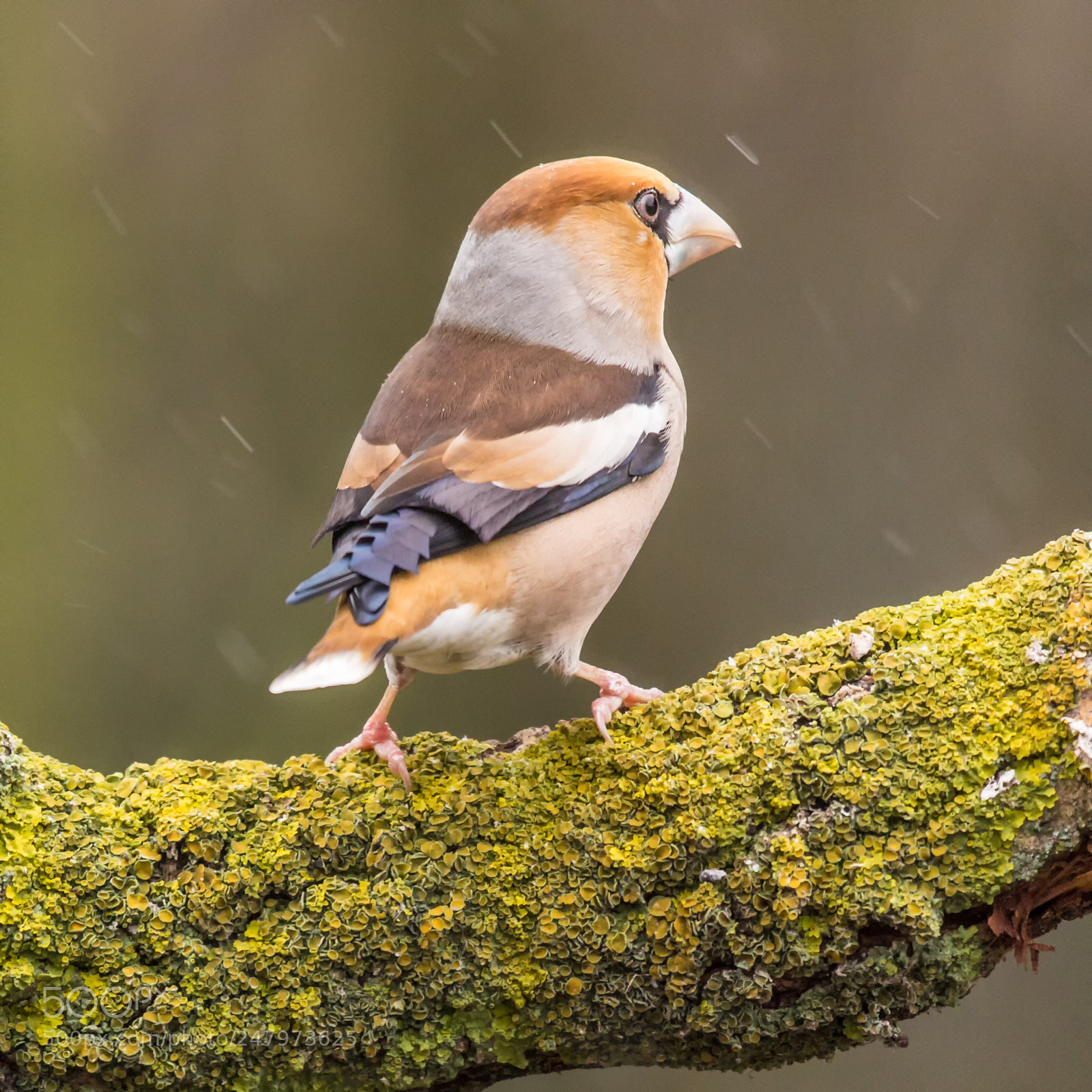 Canon EOS 60D sample photo. Hawfinch in snowfall photography