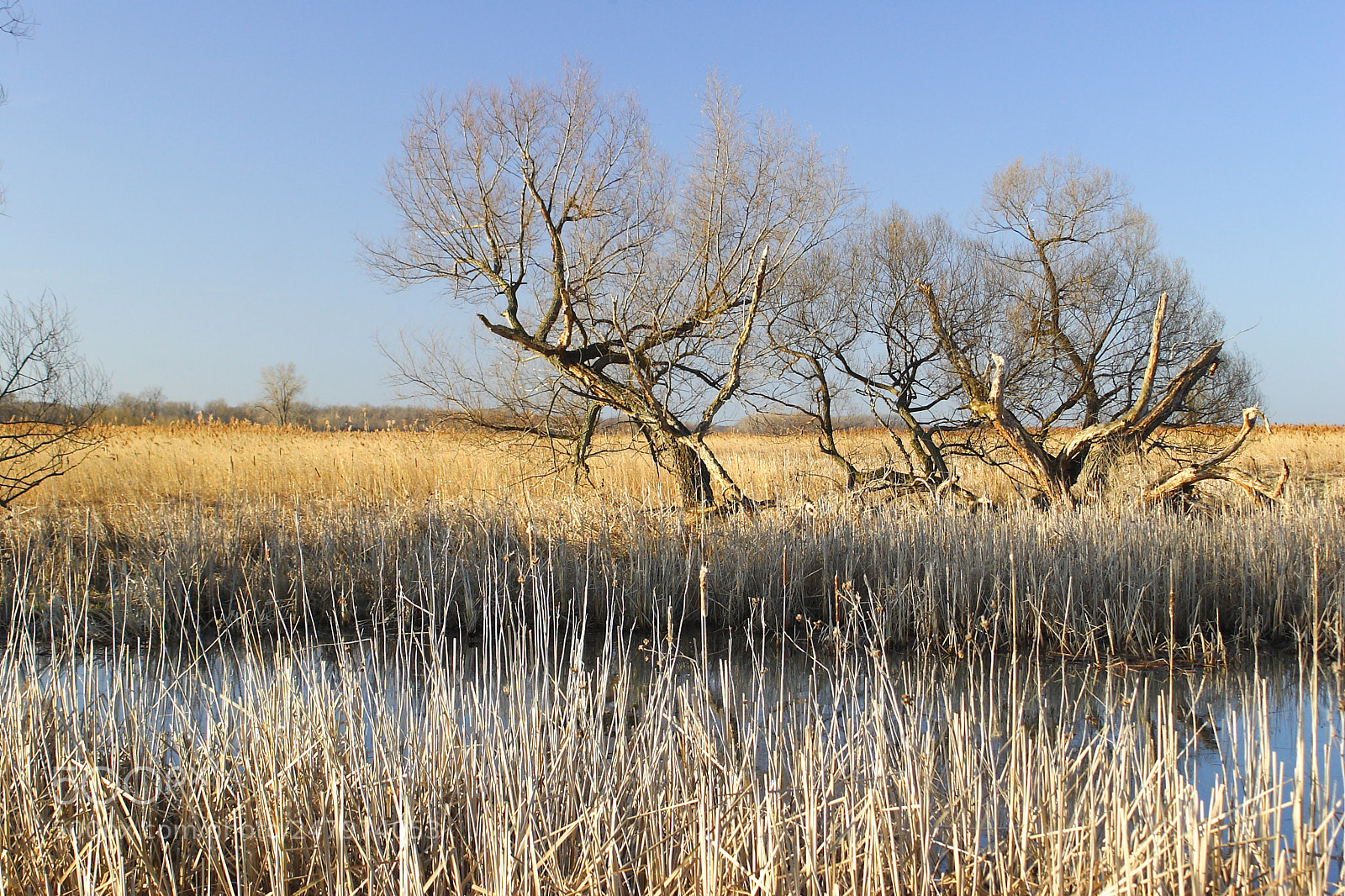 Canon EOS 300D (EOS Digital Rebel / EOS Kiss Digital) sample photo. Cattail marsh and willows photography