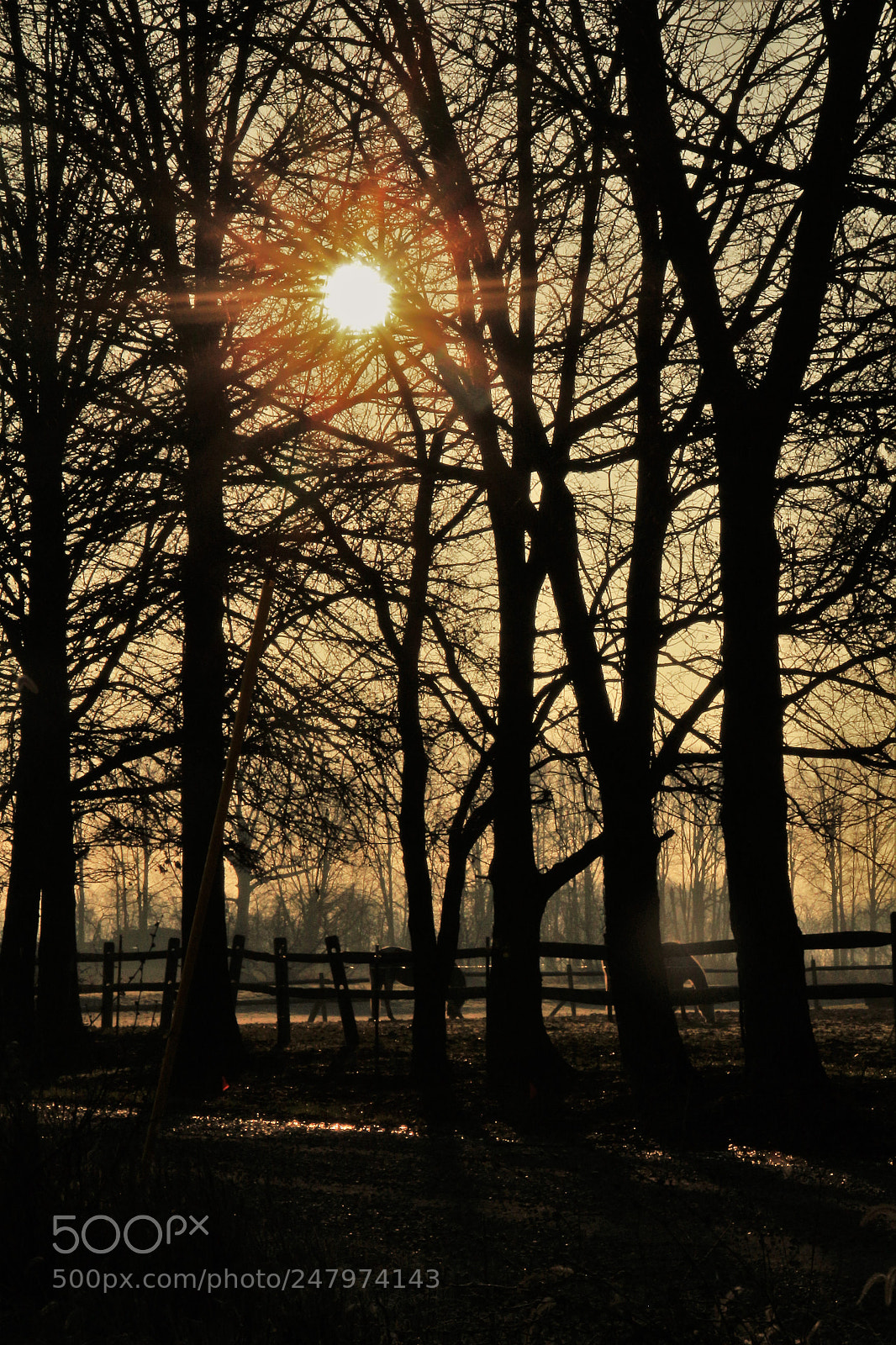 Canon EOS 700D (EOS Rebel T5i / EOS Kiss X7i) sample photo. Early morning pasture photography