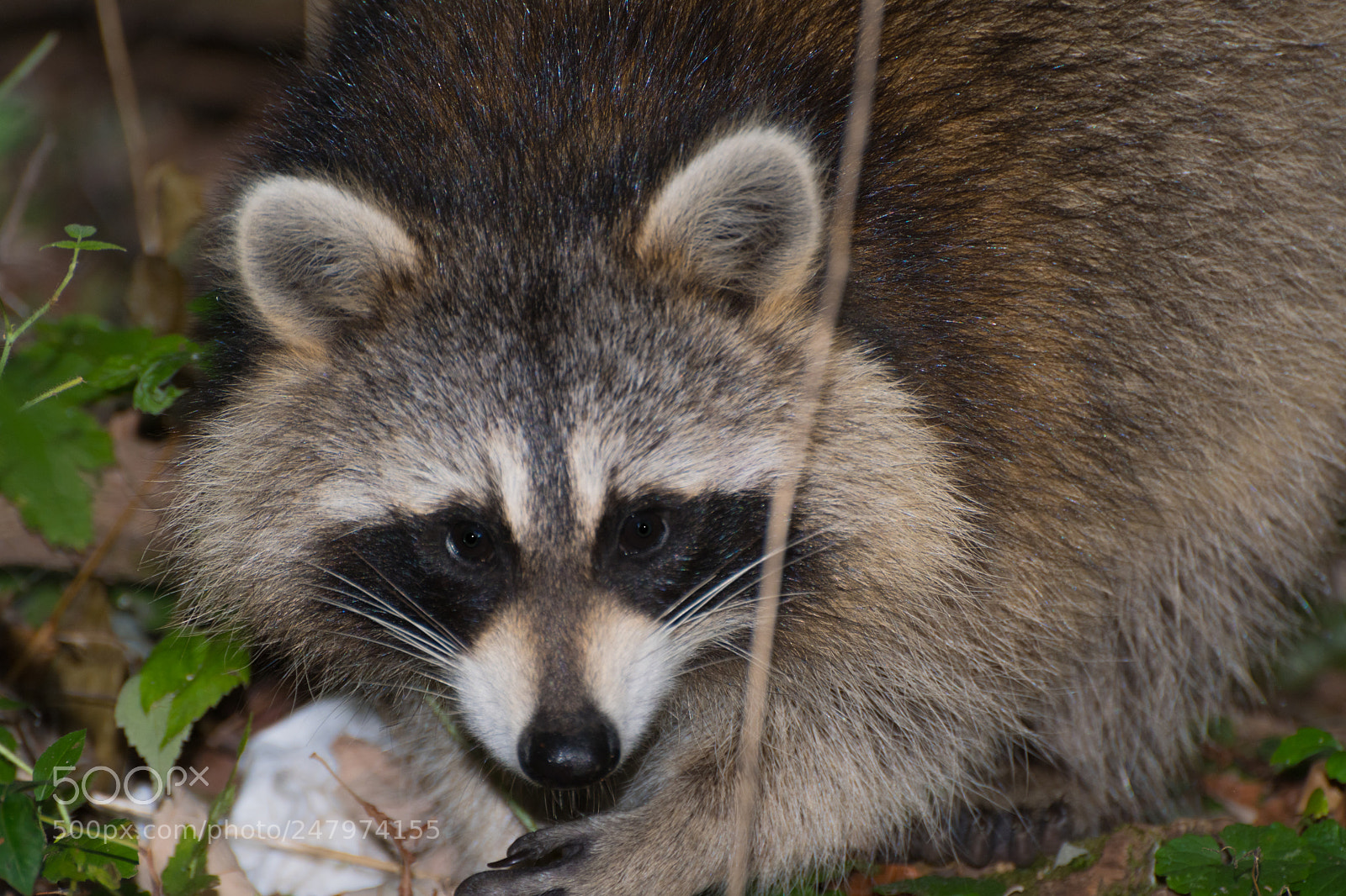 Nikon D500 sample photo. Mr racoon photography