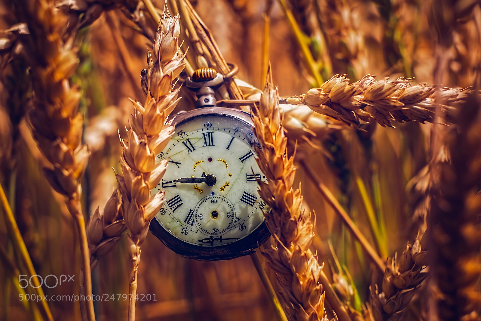 Fujifilm X-M1 sample photo. Harvest time photography