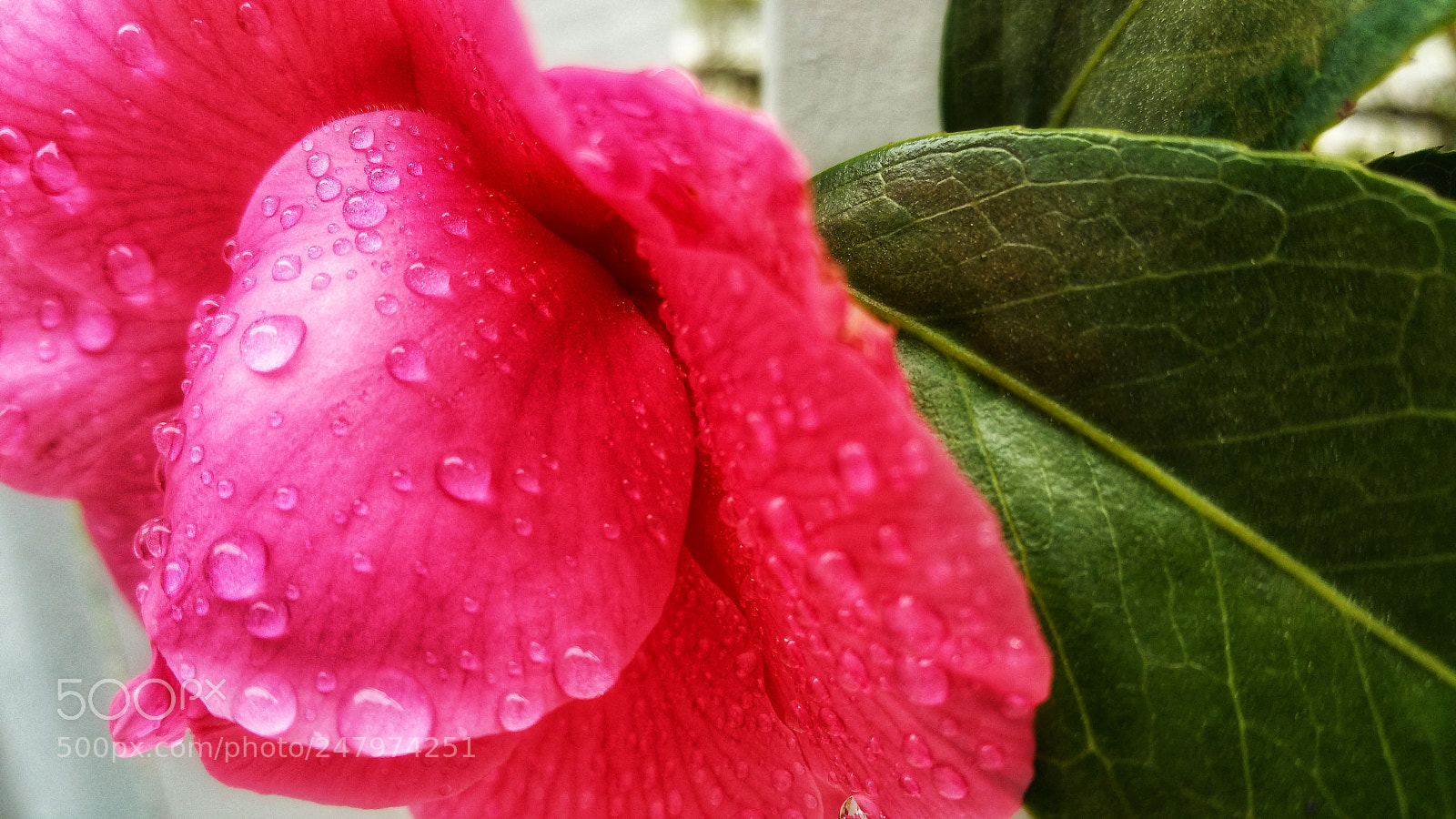Samsung Galaxy Note4 sample photo. Raindrops-red&pink beauty photography
