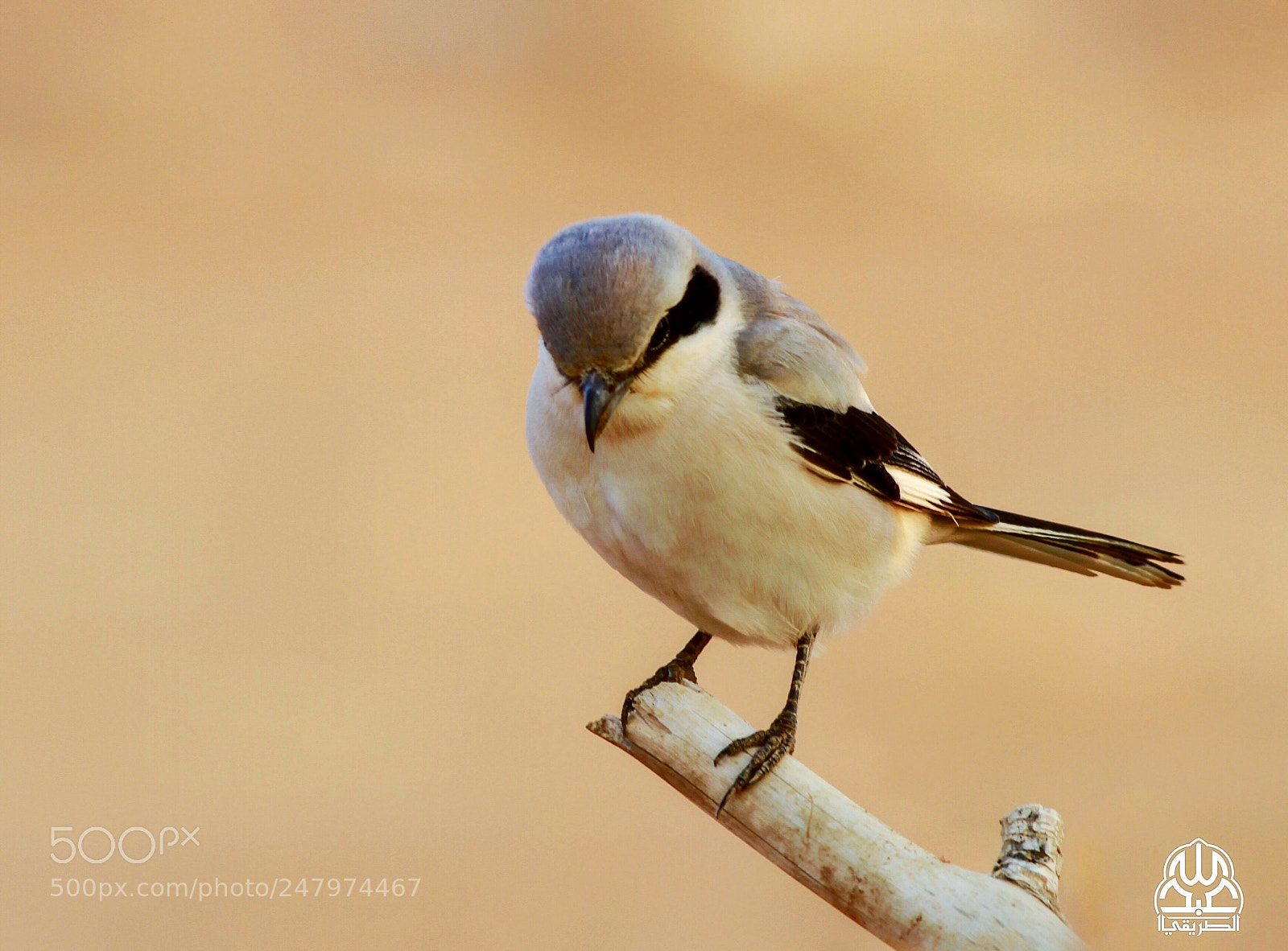 Canon EOS 7D sample photo. Untitled photography