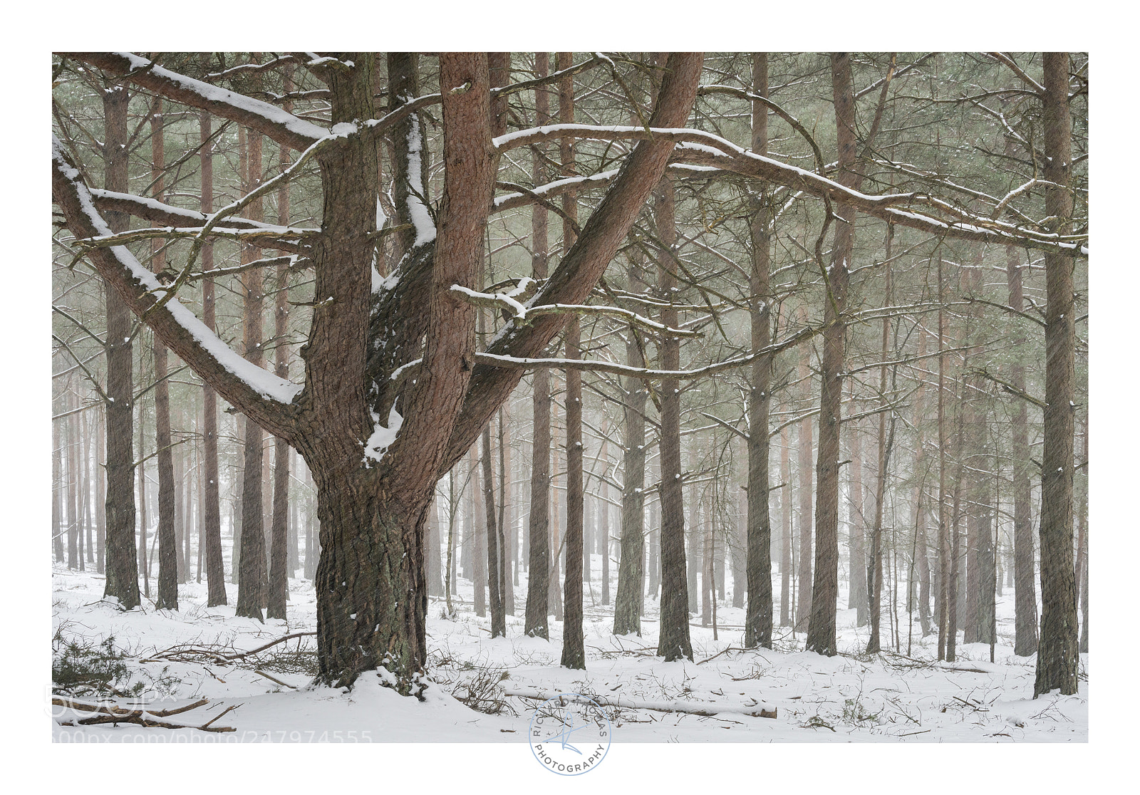 Sony a7R II sample photo. Hankley blizzard photography