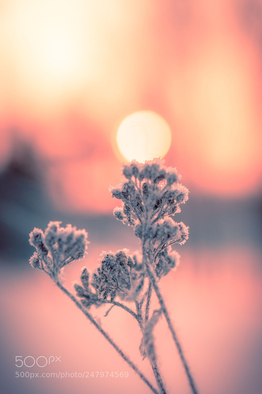 Sony a6500 sample photo. Winter morning photography