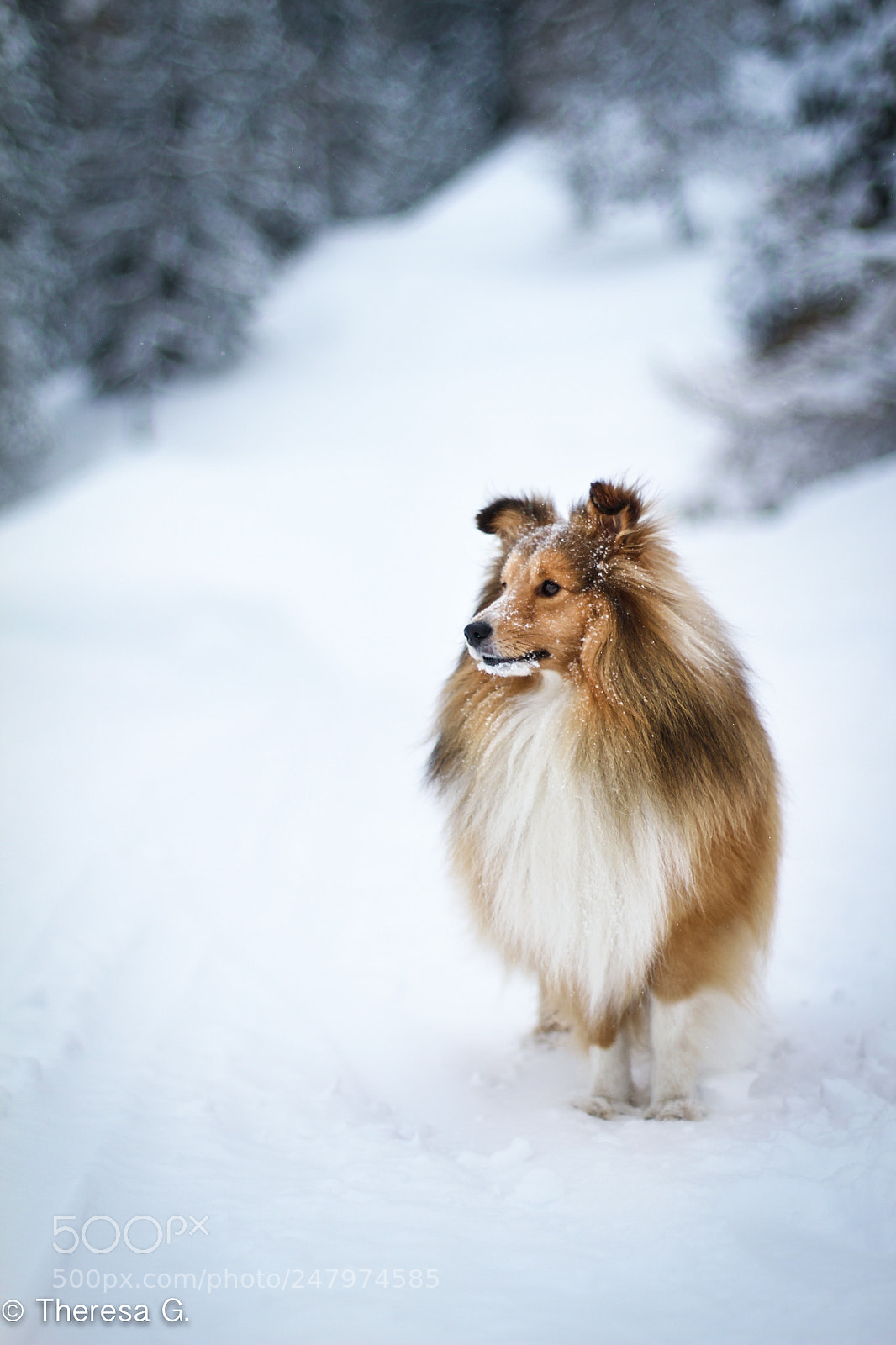 Canon EOS 7D sample photo. Tumblr dog (winter 2018) photography