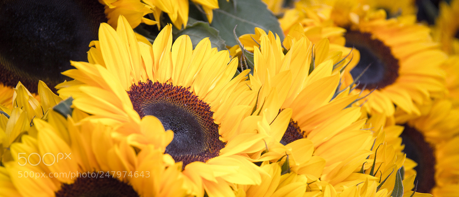 Canon EOS 60D sample photo. Fiesta de girasoles photography