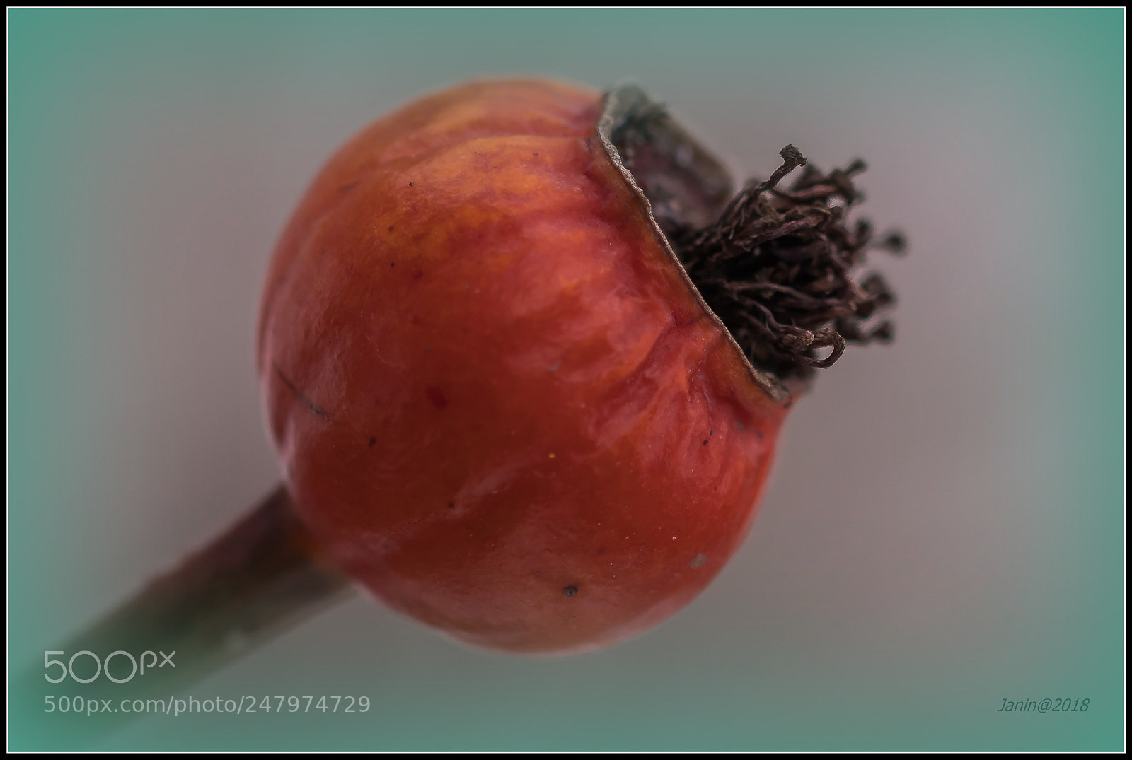 Canon EOS 77D (EOS 9000D / EOS 770D) sample photo. Winter red and green photography