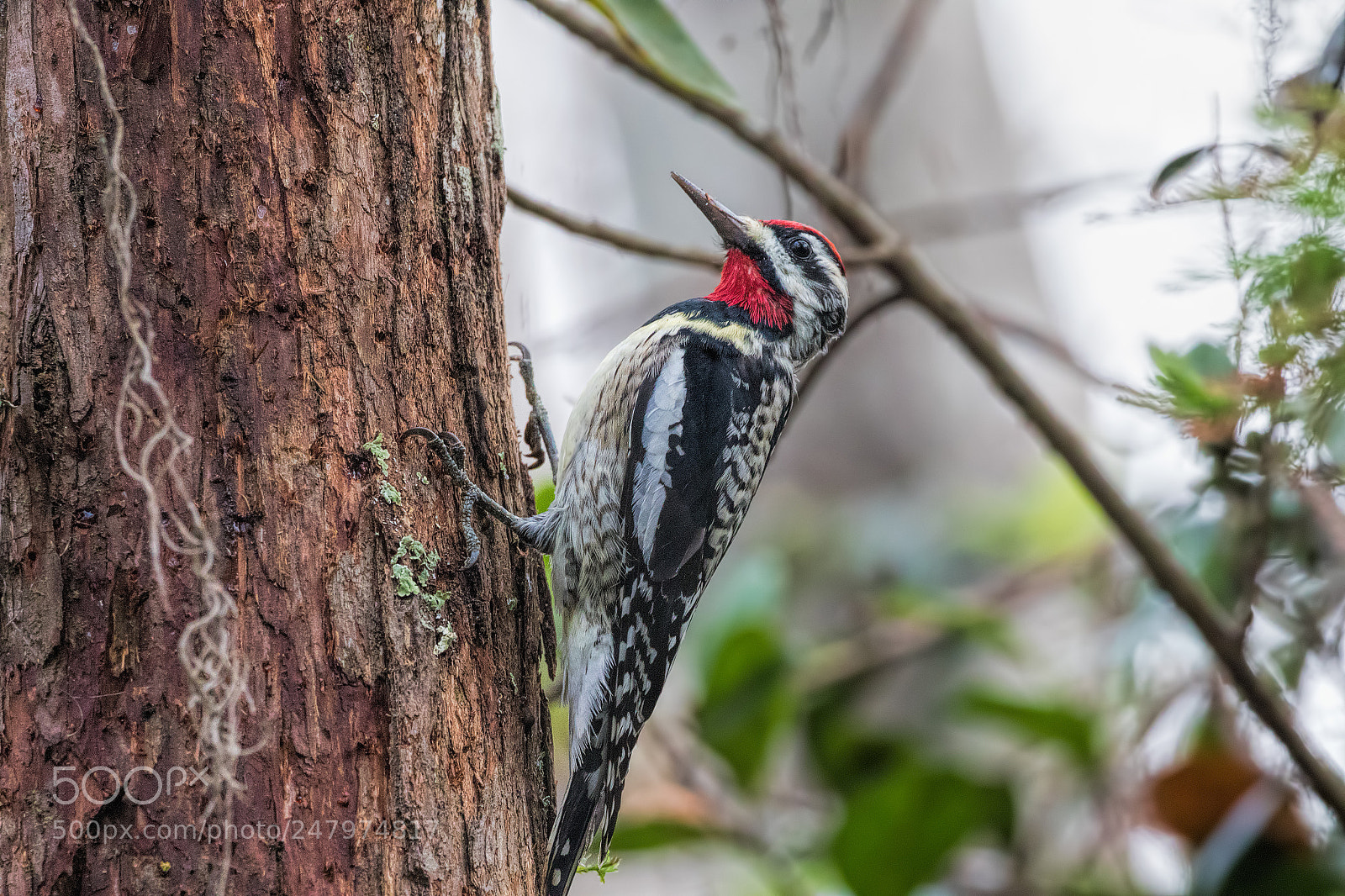 Canon EOS 7D Mark II sample photo. Yellow-bellied sapsucker photography