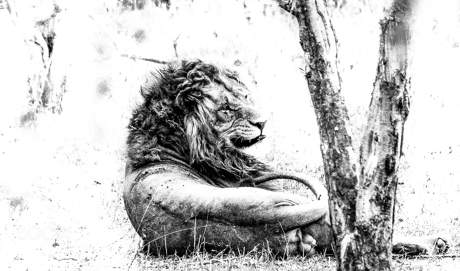 Canon EOS 600D (Rebel EOS T3i / EOS Kiss X5) sample photo. Lion, kruger photography