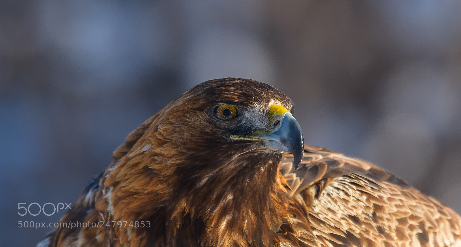 Nikon D850 sample photo. Golden eagle photography