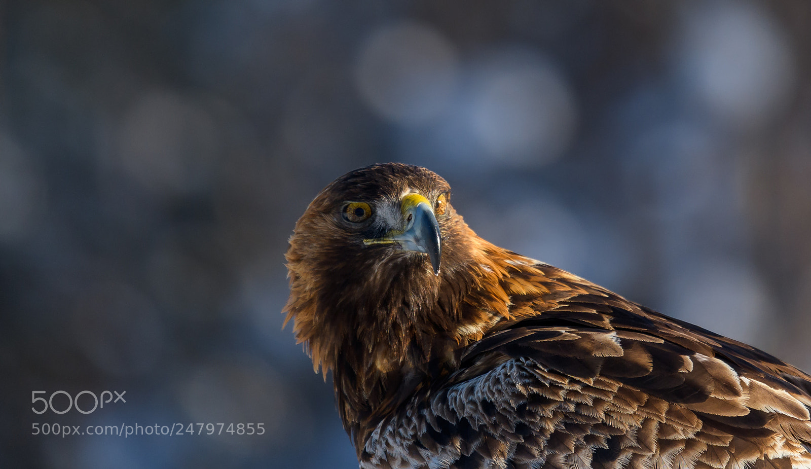 Nikon D850 sample photo. Golden eagle photography