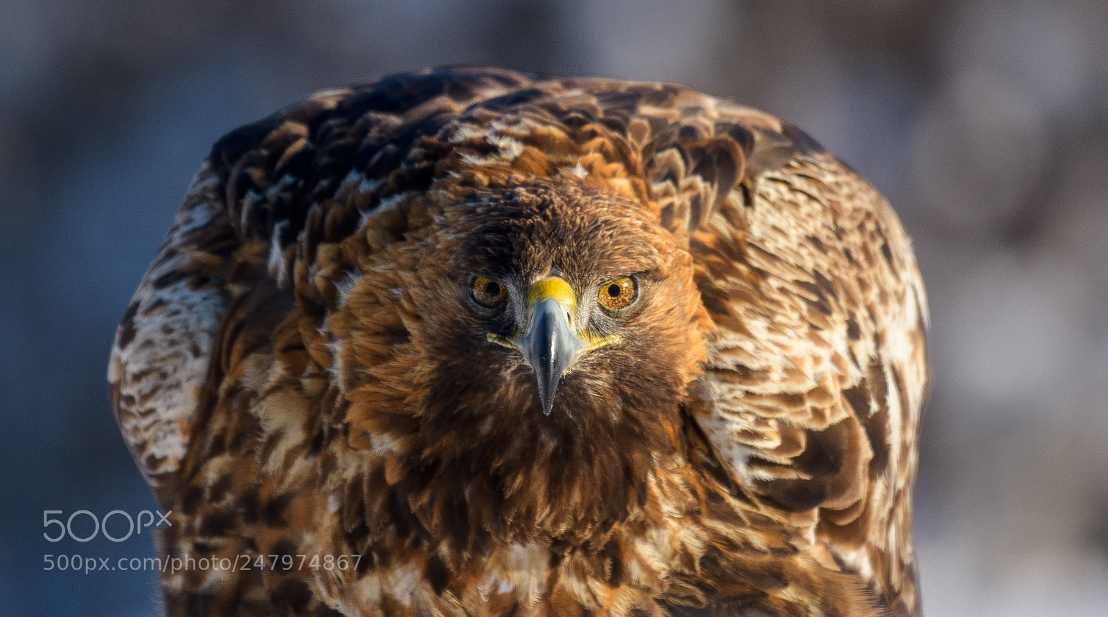 Nikon D850 sample photo. Golden eagle photography