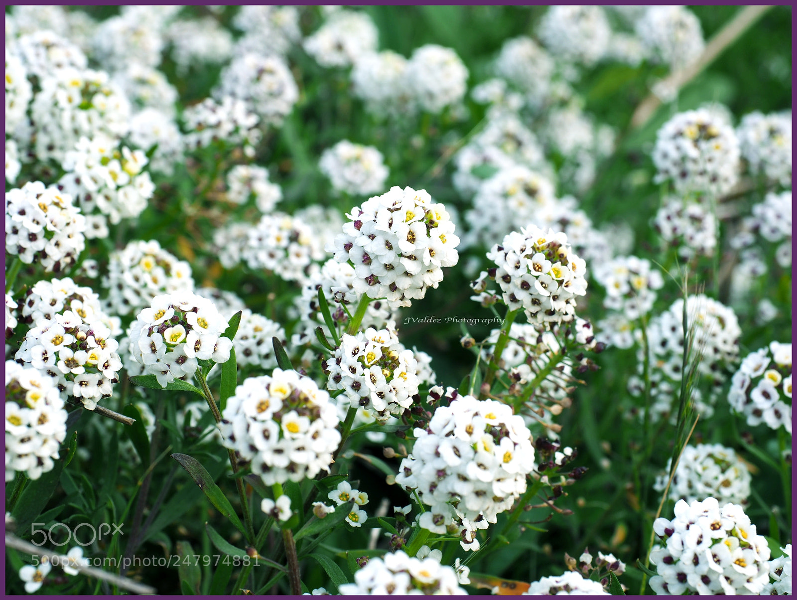 Olympus OM-D E-M1 Mark II sample photo. California coastal flowers photography