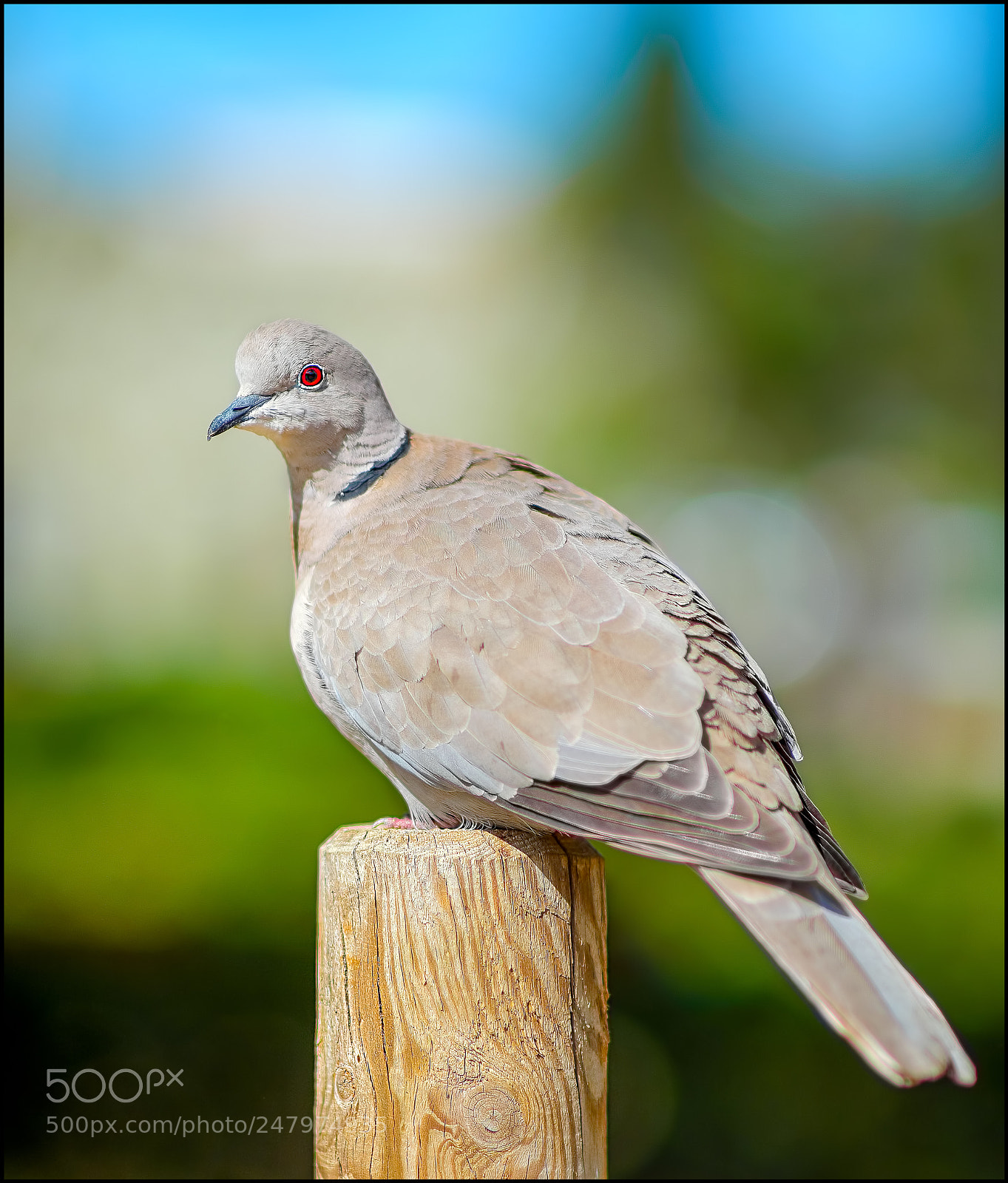 Fujifilm X-T10 sample photo. The bird of red photography