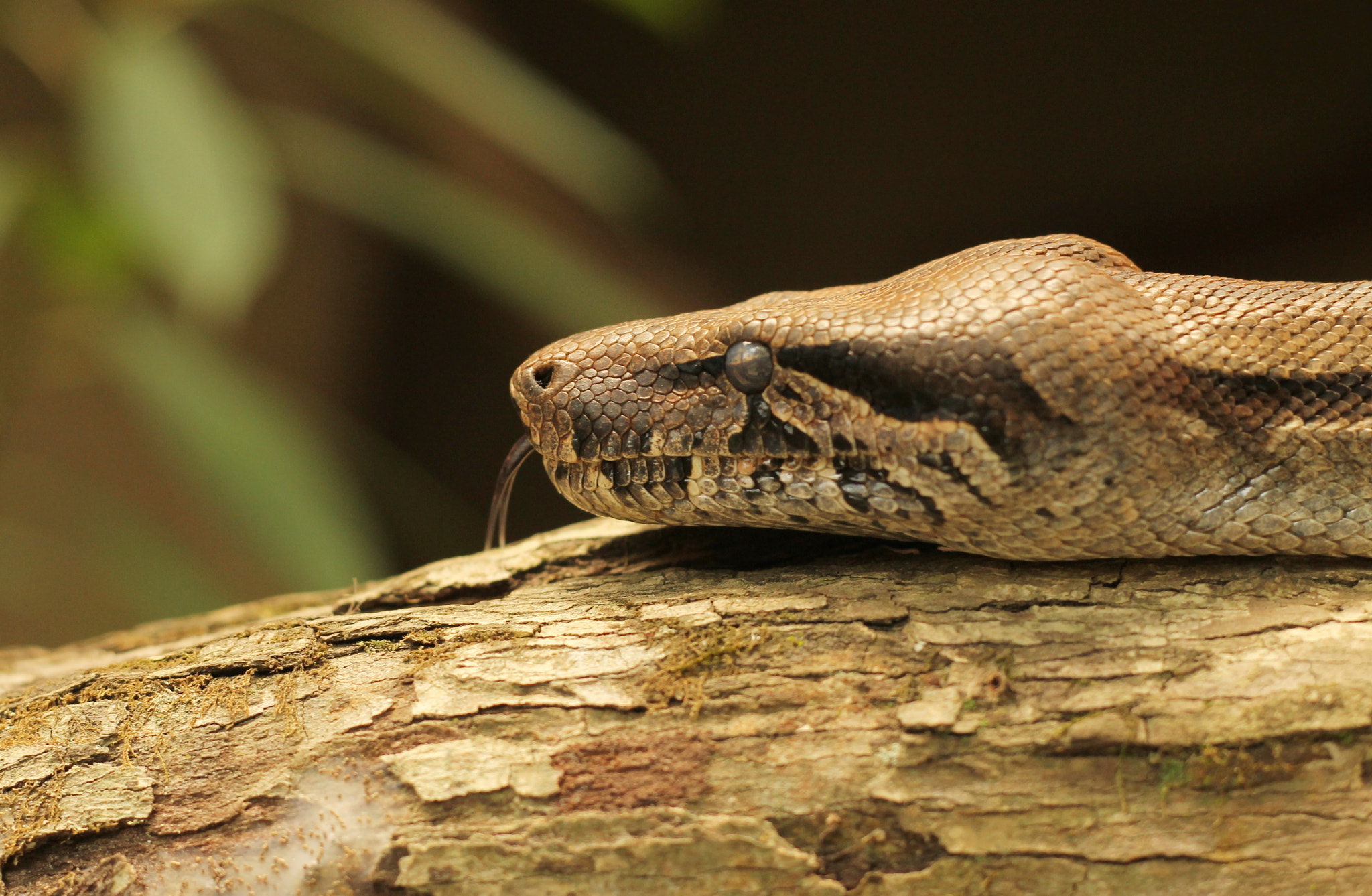 Canon EOS 1100D (EOS Rebel T3 / EOS Kiss X50) sample photo. Boa constrictor photography