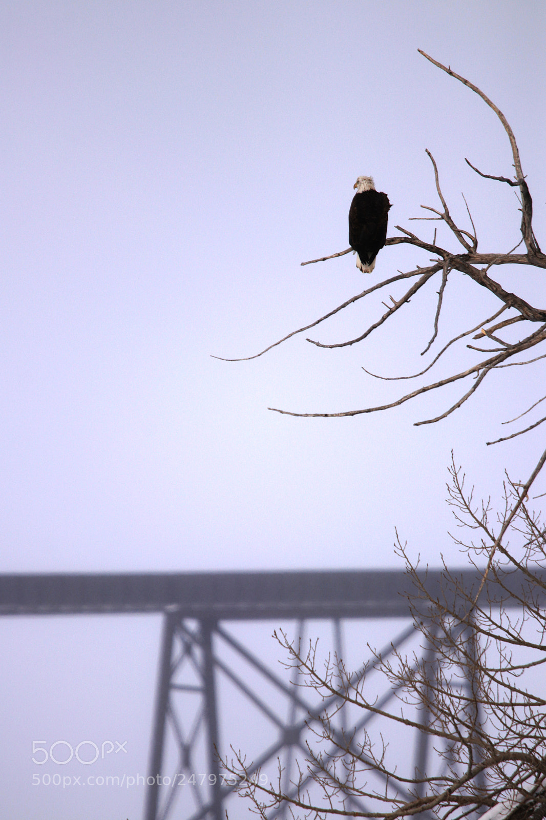 Canon EOS 80D sample photo. Watcher of the bridge photography