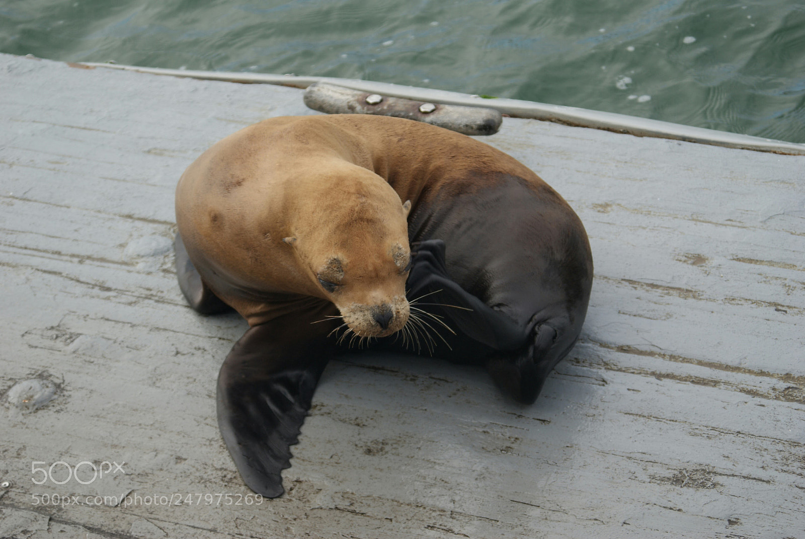 Sony Alpha DSLR-A300 sample photo. Baby seal curled &napping photography